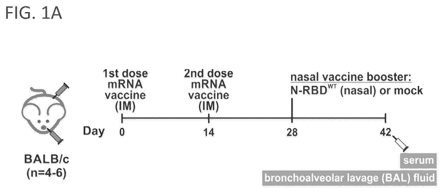 Patent US12102678 Figure 1 – Vaccine booster compositions for respiratory viral diseases