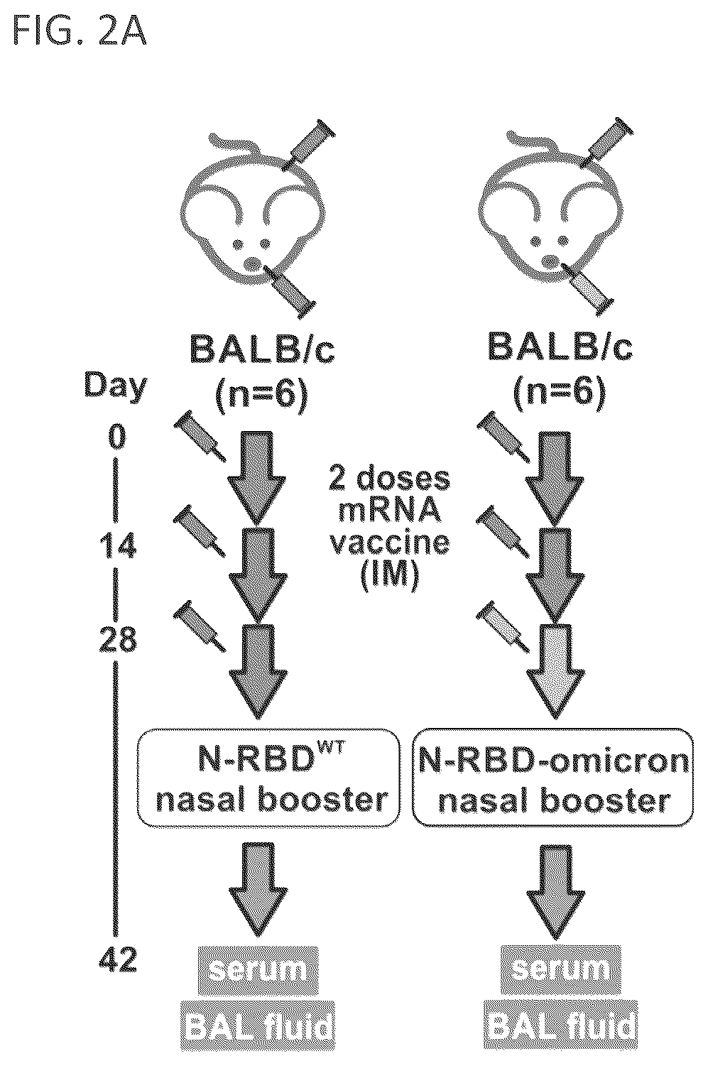Patent US12102678 Figure 5 – Vaccine booster compositions for respiratory viral diseases
