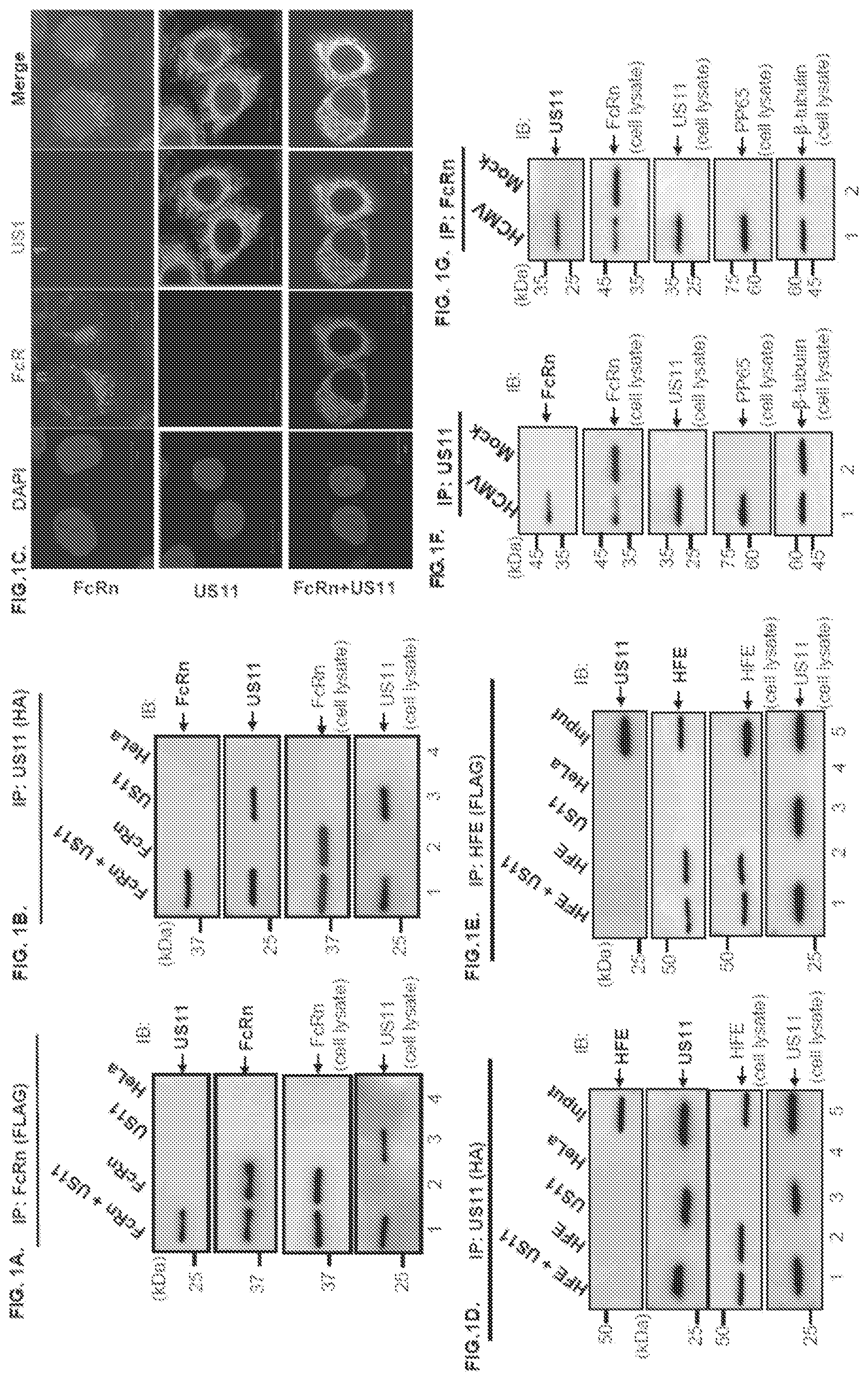 Patent US12102679 Figure 1 – FcRn-targeted therapeutics for the treatment of antibody-mediated autoimmune and albumin-mediated disease