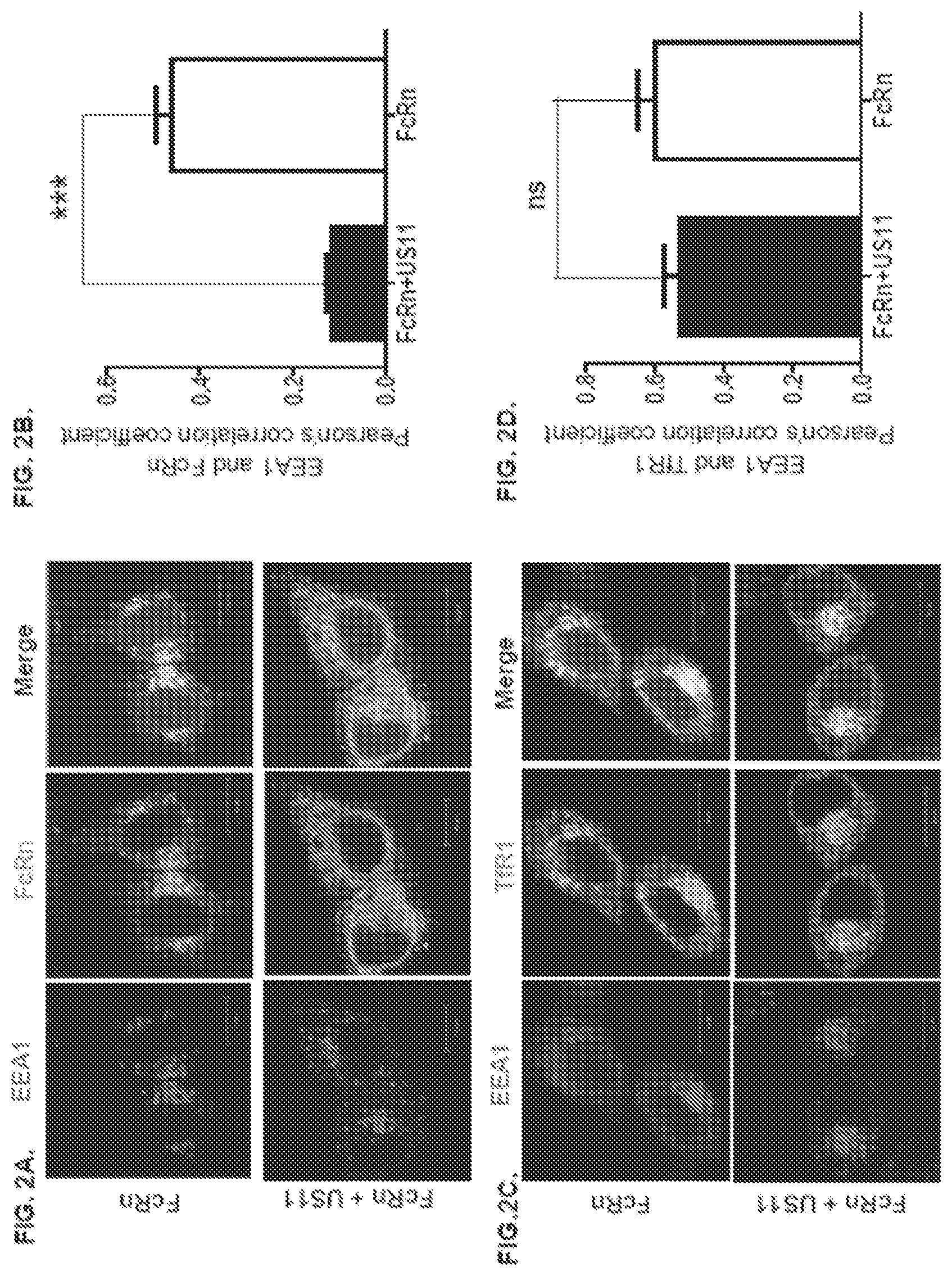 Patent US12102679 Figure 2 – FcRn-targeted therapeutics for the treatment of antibody-mediated autoimmune and albumin-mediated disease