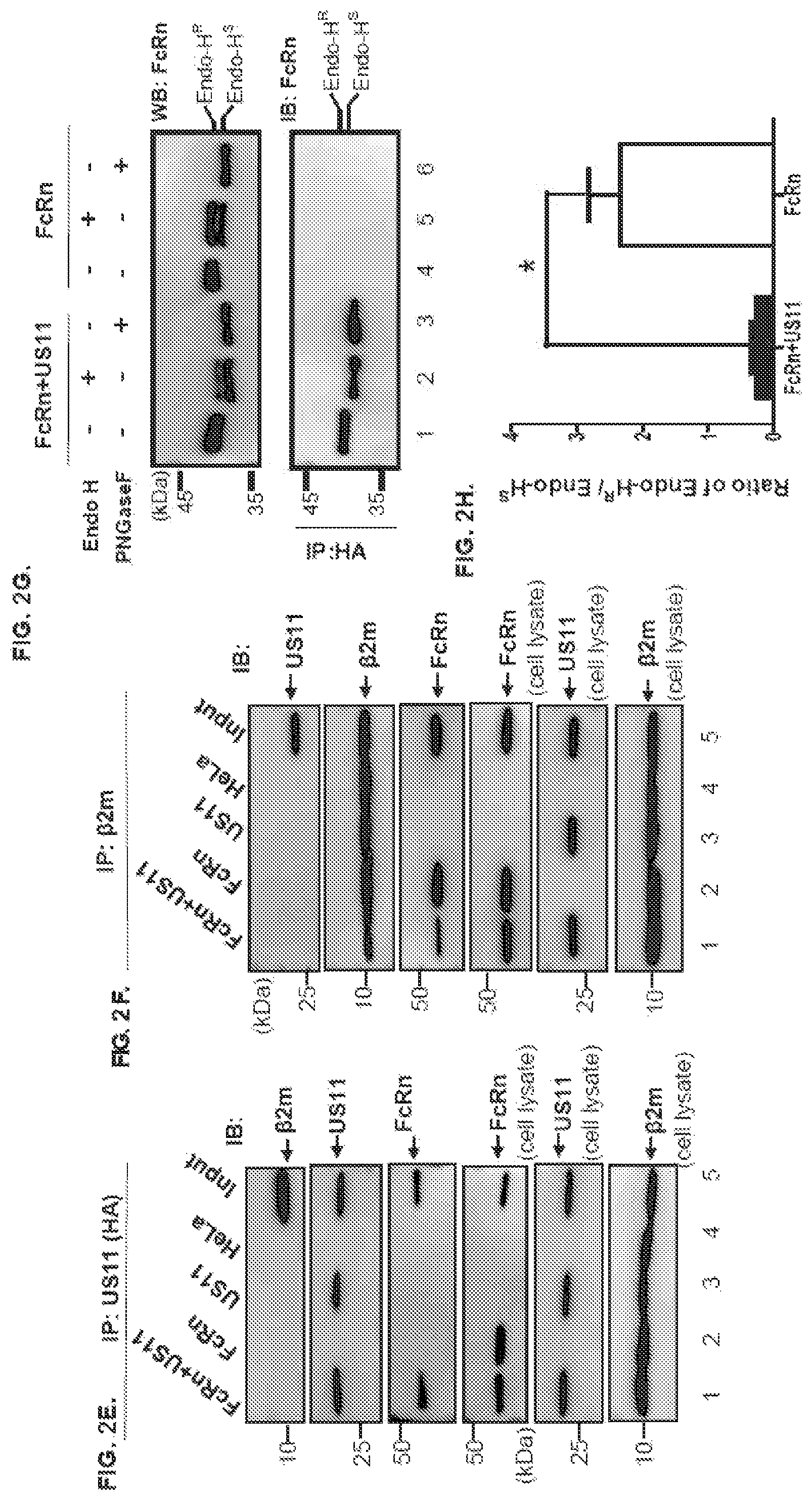 Patent US12102679 Figure 3 – FcRn-targeted therapeutics for the treatment of antibody-mediated autoimmune and albumin-mediated disease