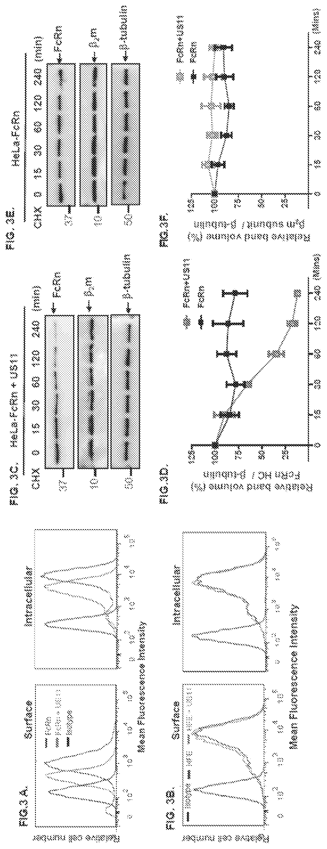 Patent US12102679 Figure 4 – FcRn-targeted therapeutics for the treatment of antibody-mediated autoimmune and albumin-mediated disease