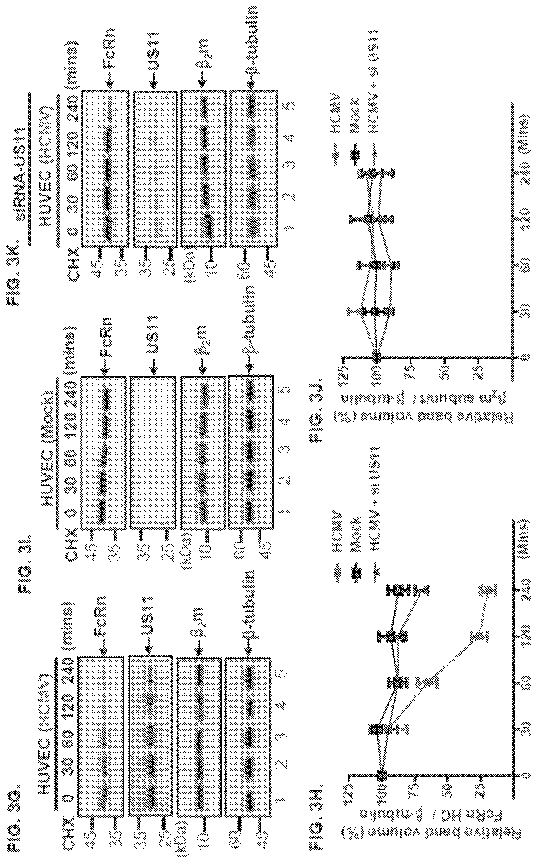 Patent US12102679 Figure 5 – FcRn-targeted therapeutics for the treatment of antibody-mediated autoimmune and albumin-mediated disease
