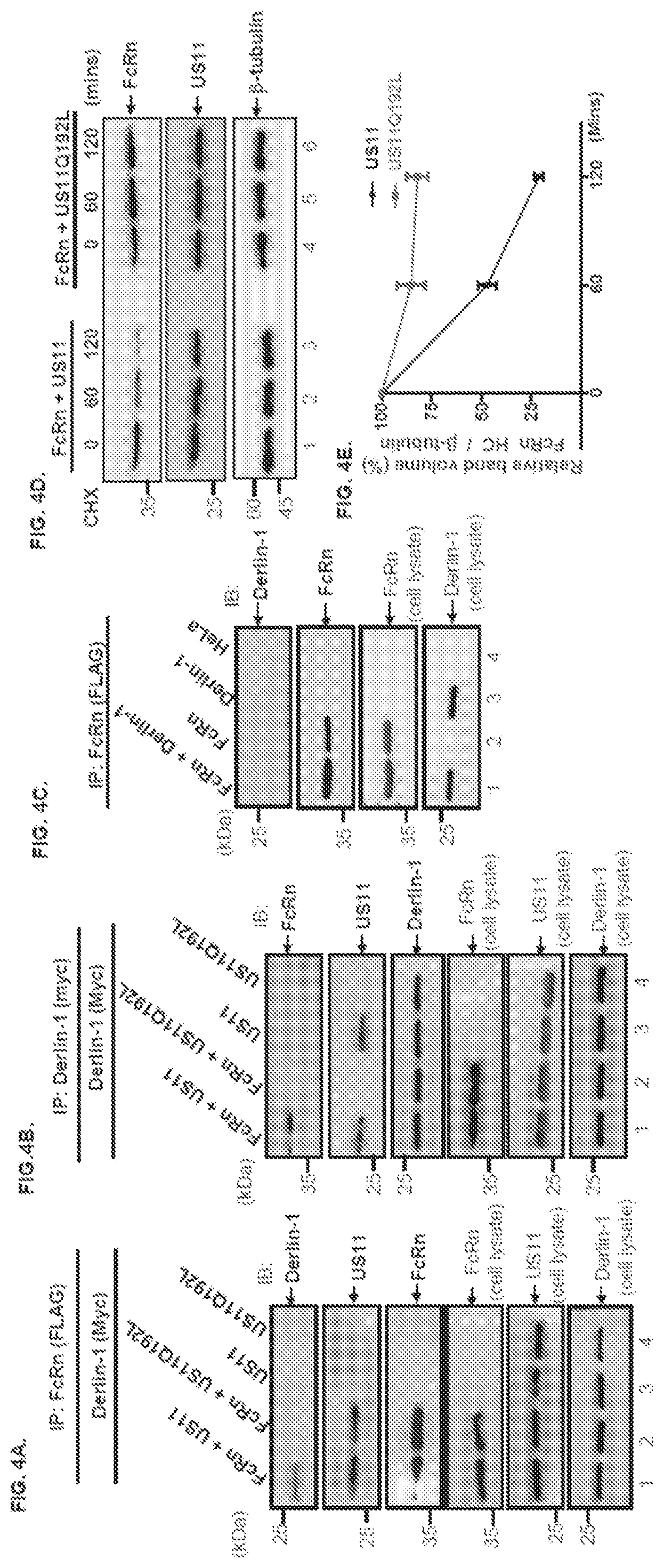 Patent US12102679 Figure 6 – FcRn-targeted therapeutics for the treatment of antibody-mediated autoimmune and albumin-mediated disease