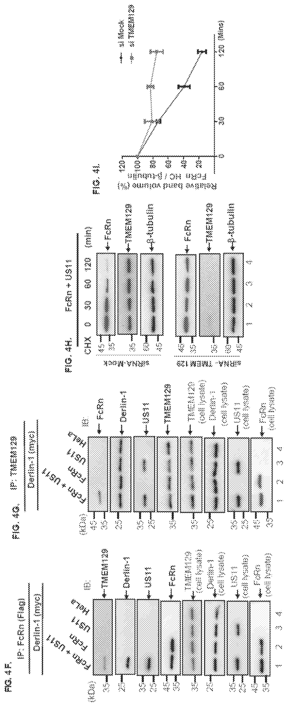 Patent US12102679 Figure 7 – FcRn-targeted therapeutics for the treatment of antibody-mediated autoimmune and albumin-mediated disease
