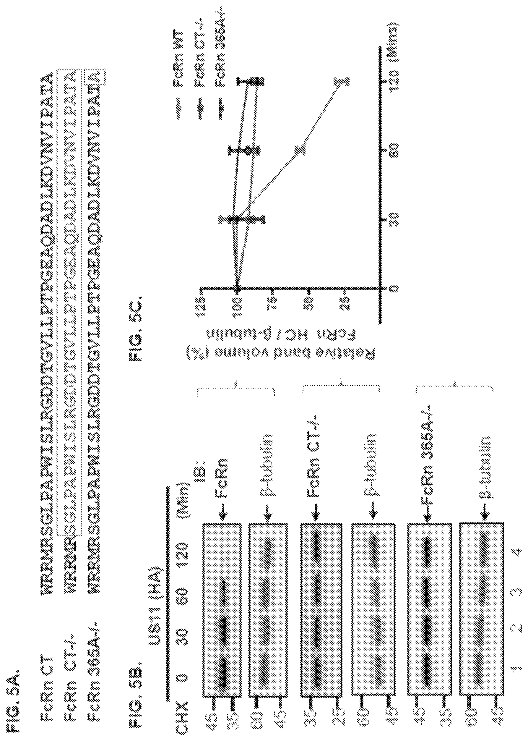 Patent US12102679 Figure 8 – FcRn-targeted therapeutics for the treatment of antibody-mediated autoimmune and albumin-mediated disease