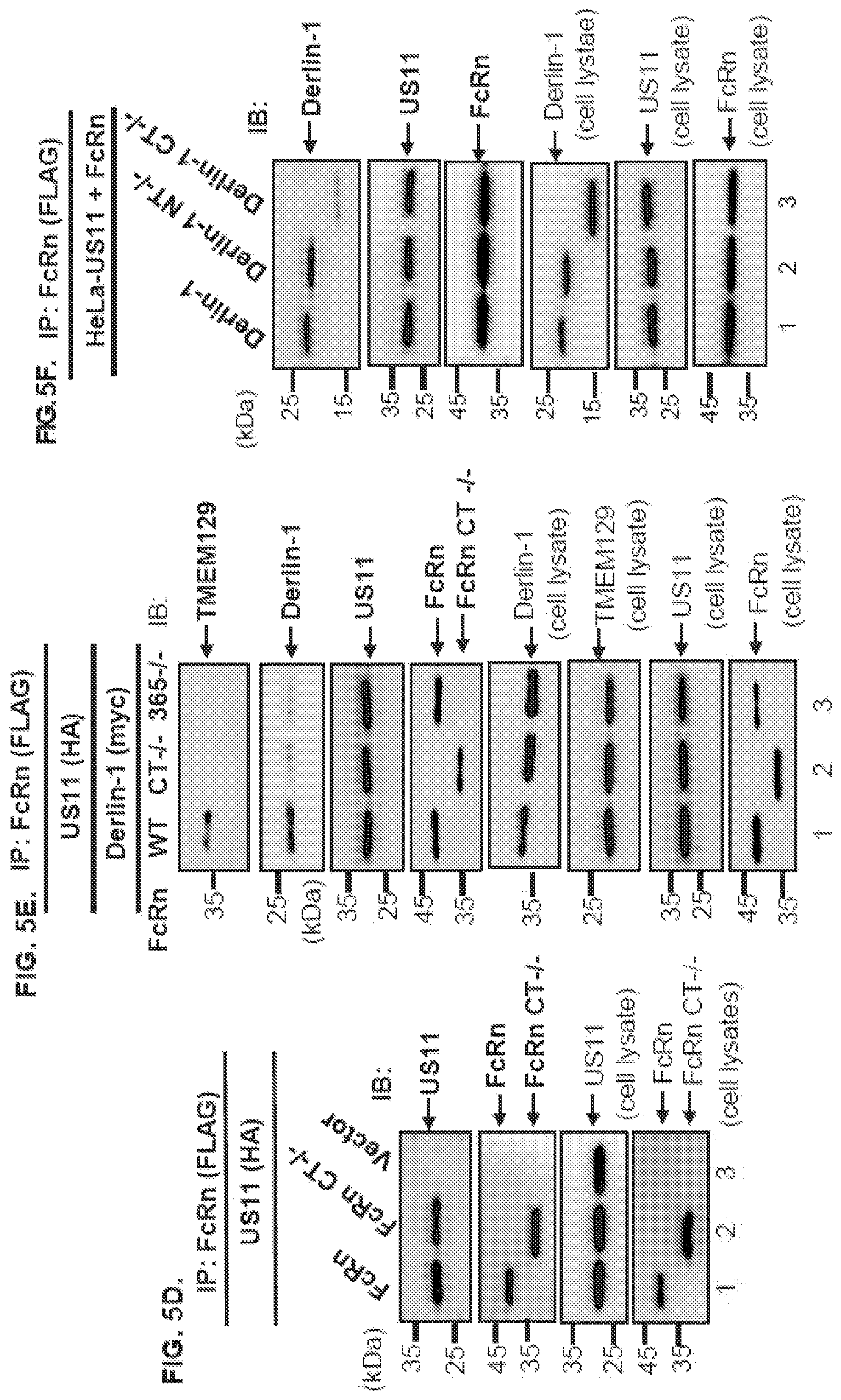 Patent US12102679 Figure 9 – FcRn-targeted therapeutics for the treatment of antibody-mediated autoimmune and albumin-mediated disease