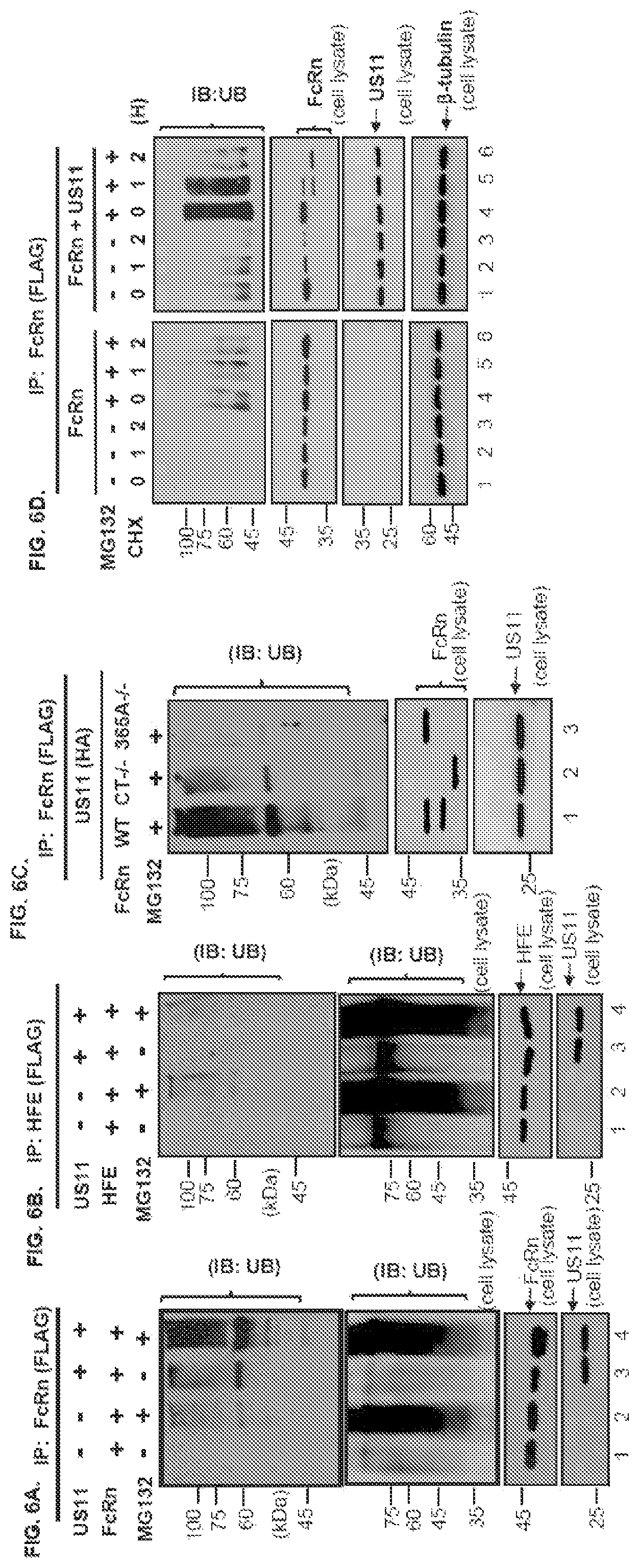 Patent US12102679 Figure 10 – FcRn-targeted therapeutics for the treatment of antibody-mediated autoimmune and albumin-mediated disease