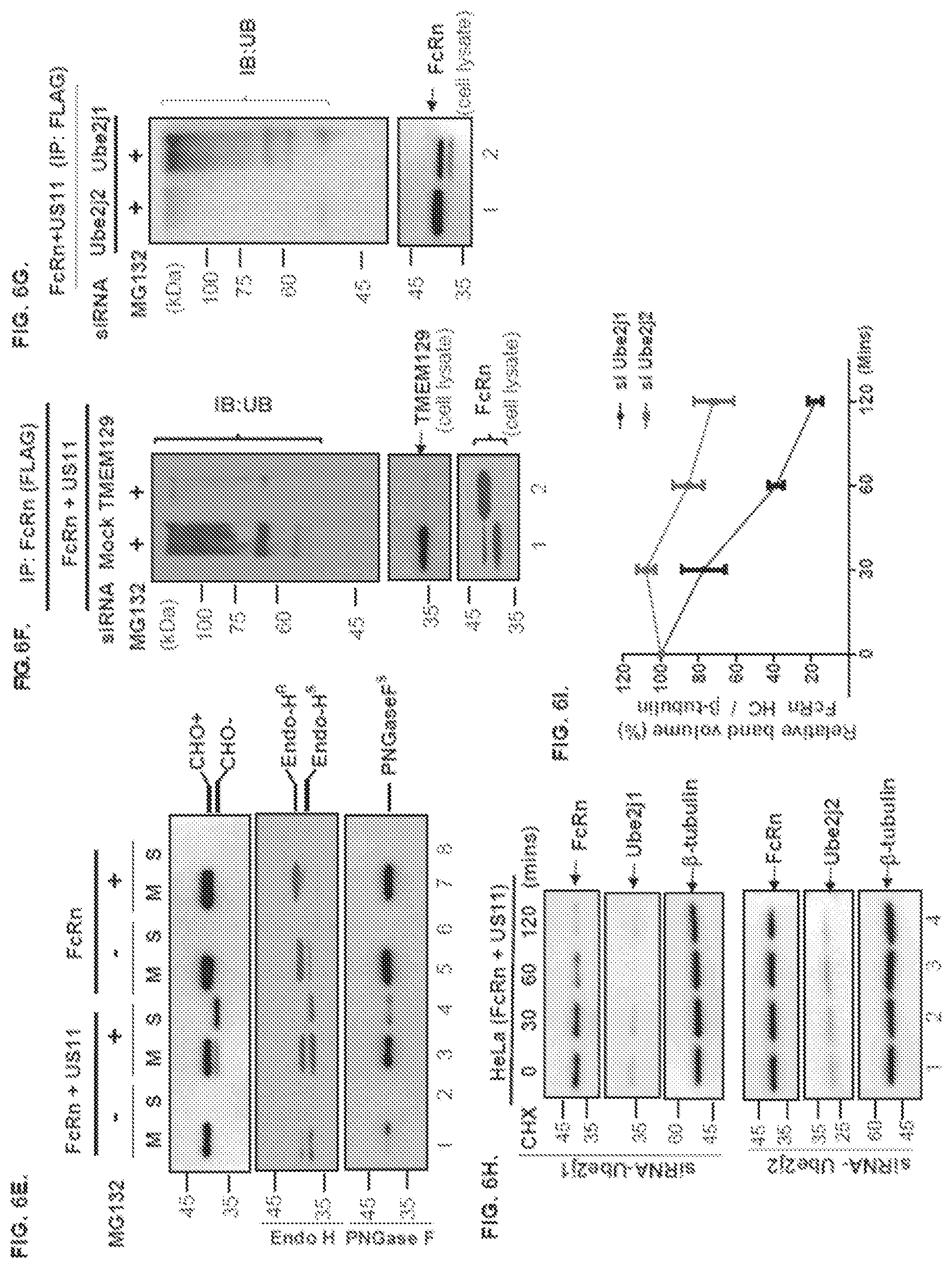 Patent US12102679 Figure 11 – FcRn-targeted therapeutics for the treatment of antibody-mediated autoimmune and albumin-mediated disease