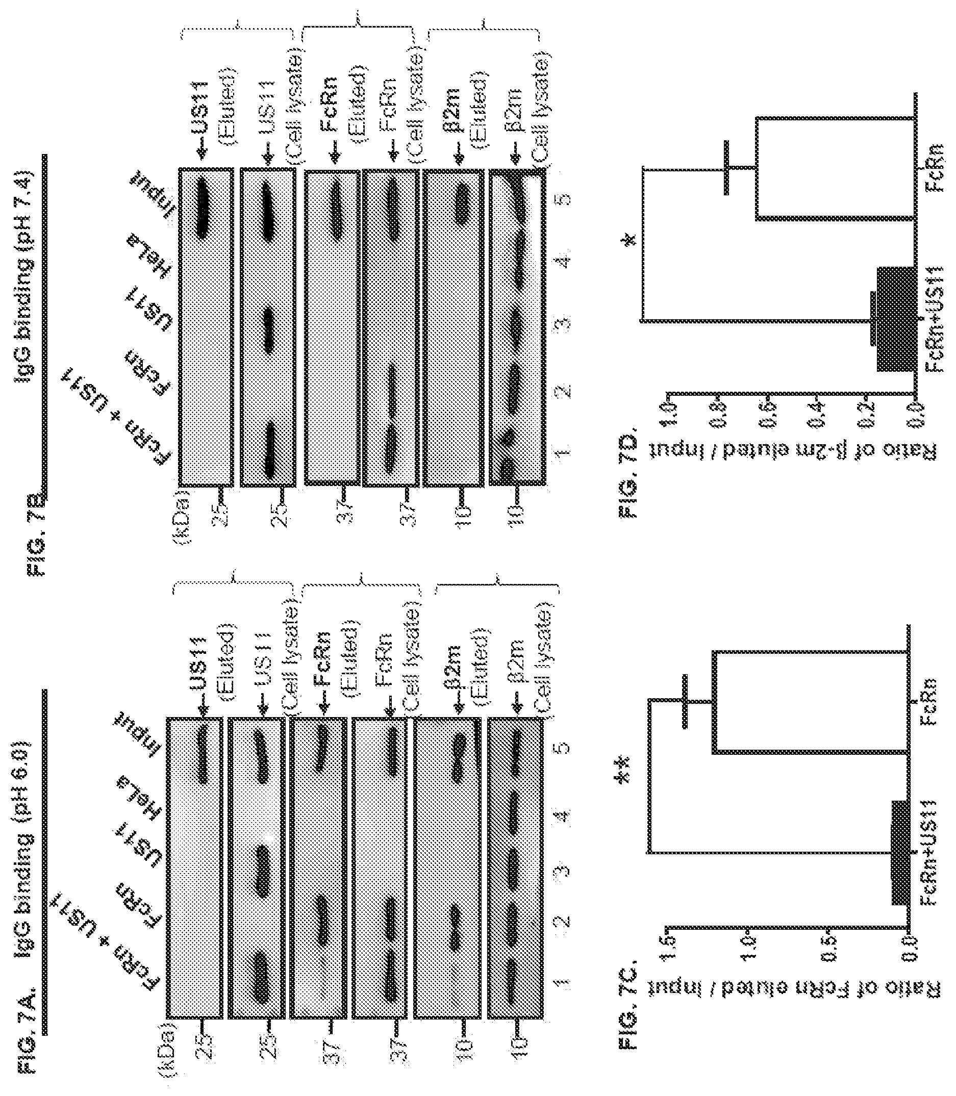 Patent US12102679 Figure 12 – FcRn-targeted therapeutics for the treatment of antibody-mediated autoimmune and albumin-mediated disease