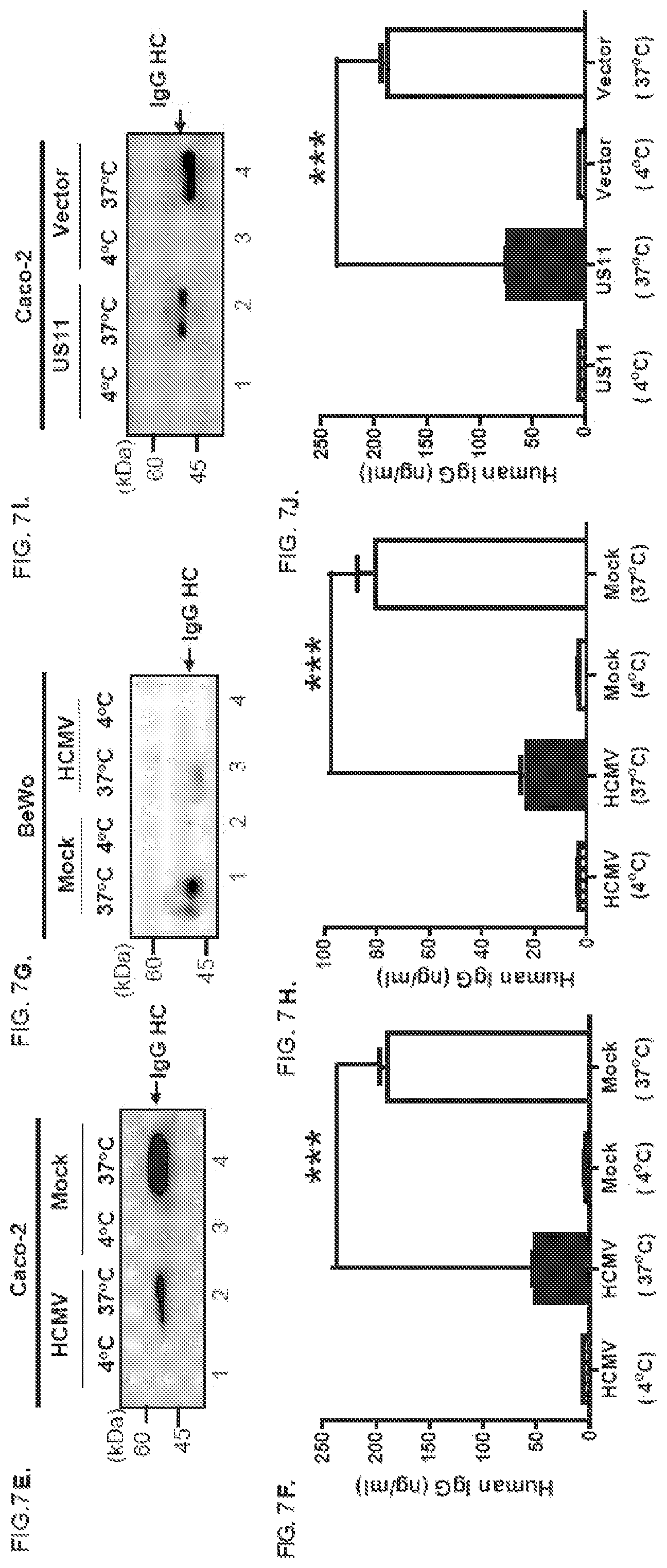 Patent US12102679 Figure 13 – FcRn-targeted therapeutics for the treatment of antibody-mediated autoimmune and albumin-mediated disease