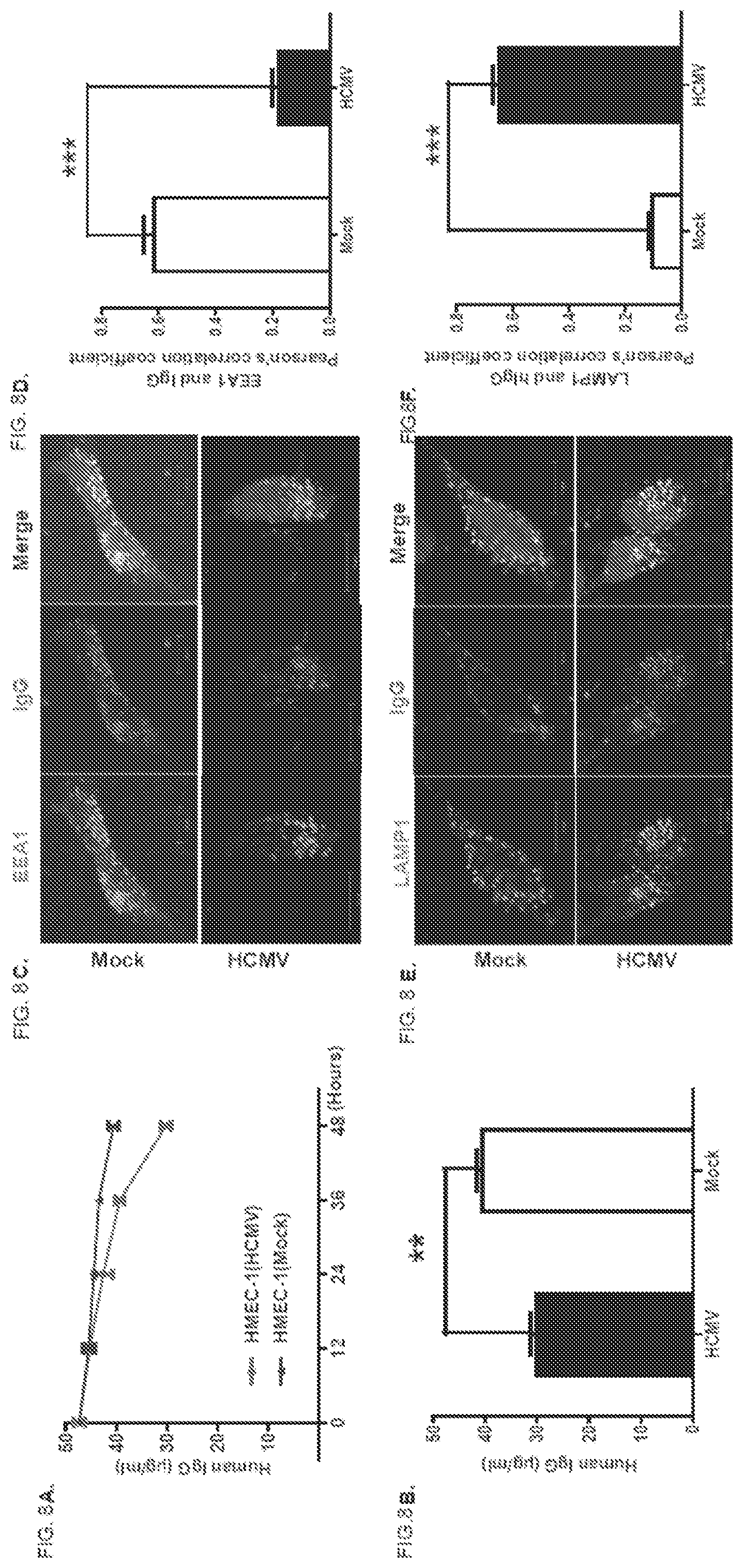 Patent US12102679 Figure 14 – FcRn-targeted therapeutics for the treatment of antibody-mediated autoimmune and albumin-mediated disease
