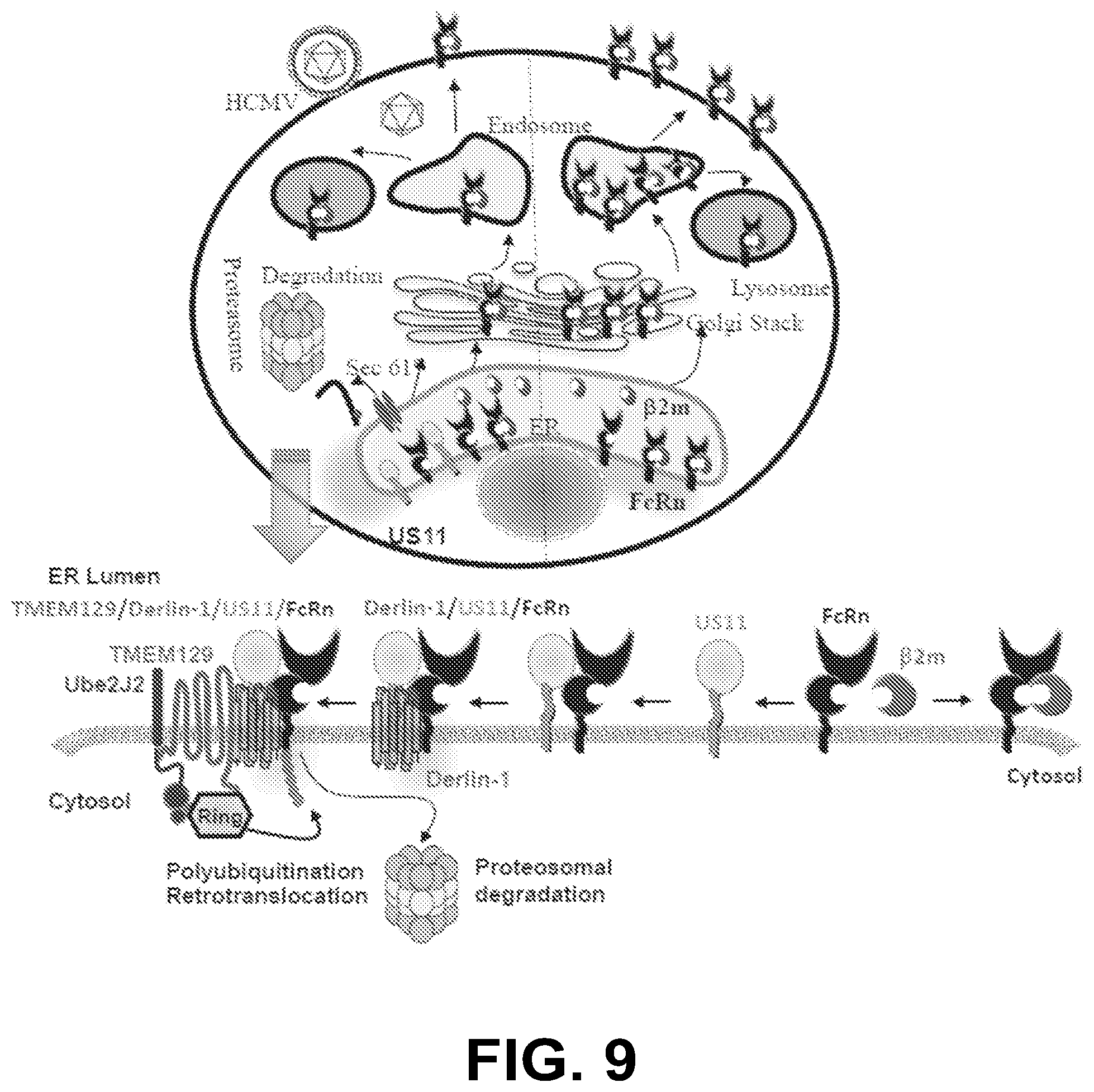 Patent US12102679 Figure 15 – FcRn-targeted therapeutics for the treatment of antibody-mediated autoimmune and albumin-mediated disease