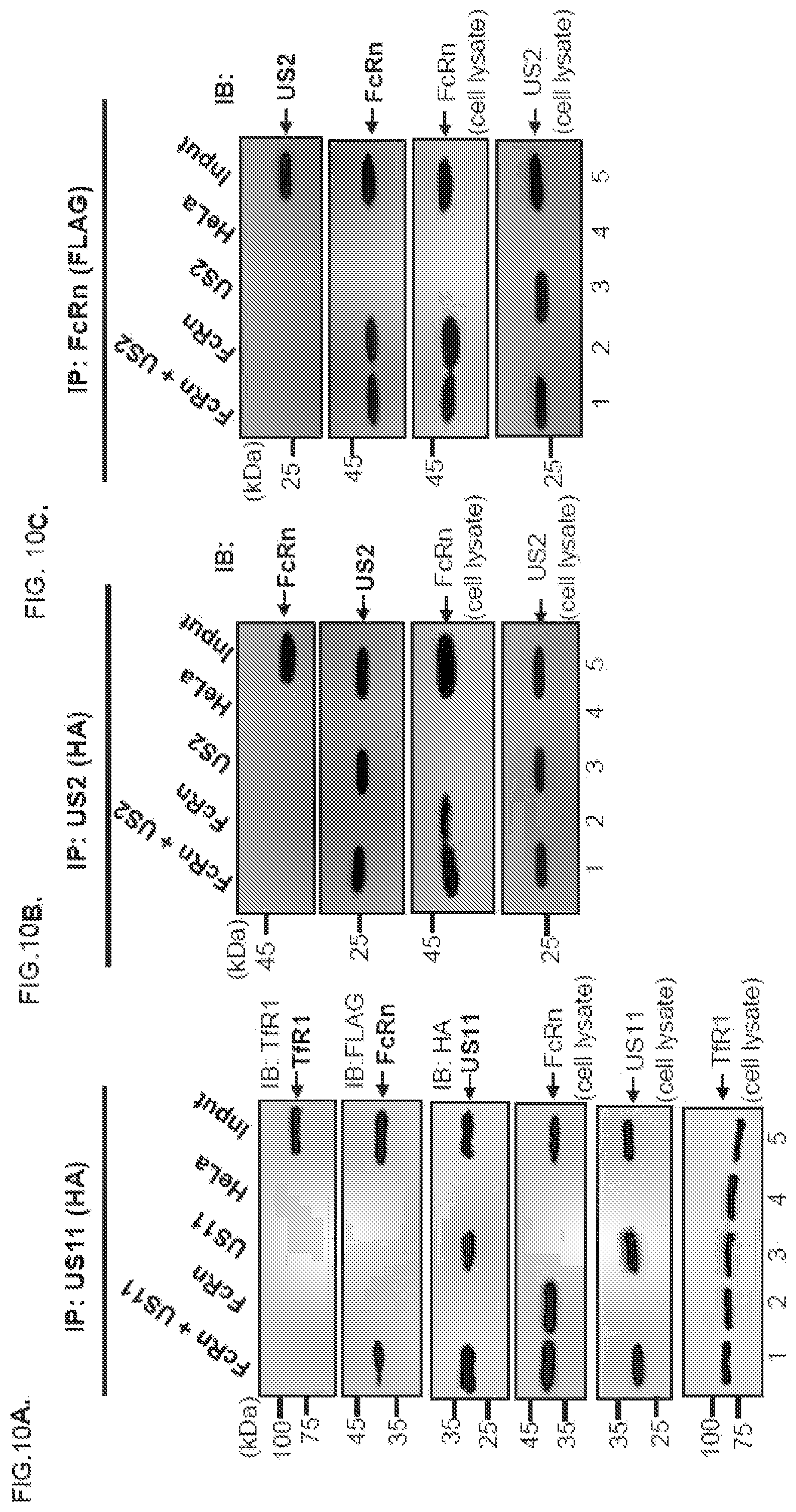 Patent US12102679 Figure 16 – FcRn-targeted therapeutics for the treatment of antibody-mediated autoimmune and albumin-mediated disease