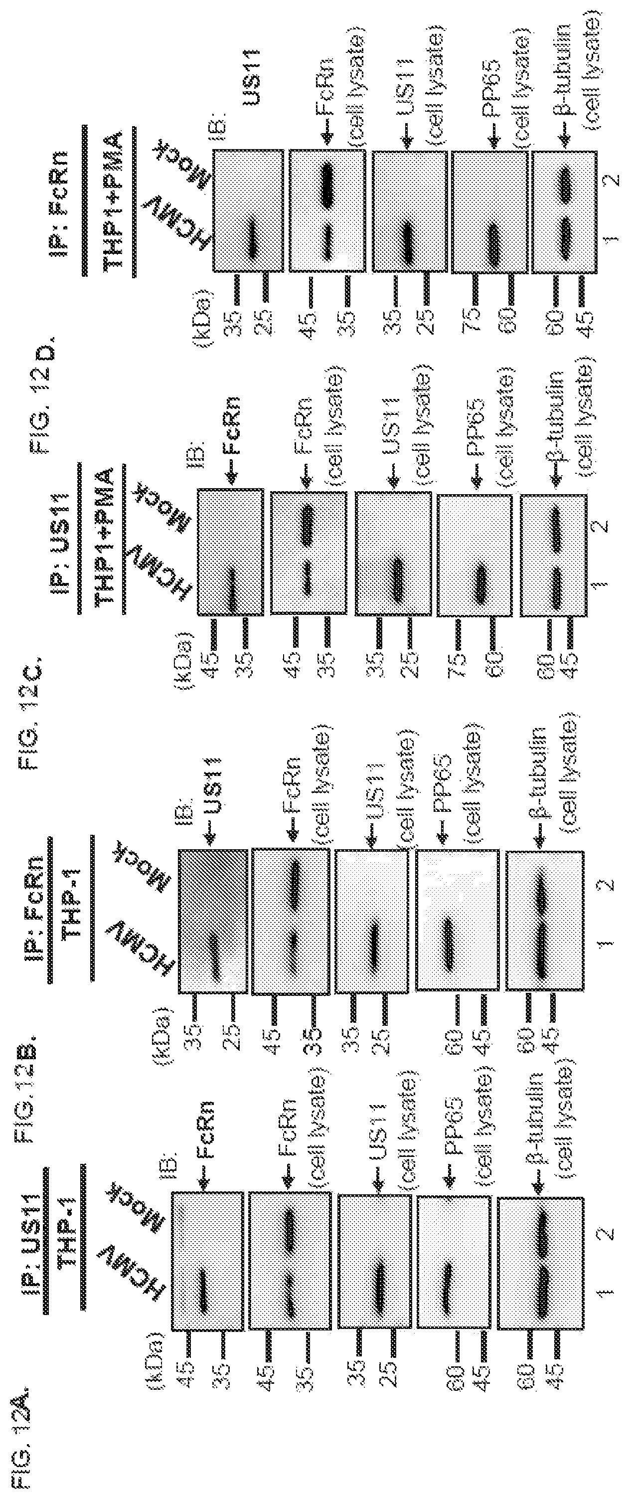 Patent US12102679 Figure 18 – FcRn-targeted therapeutics for the treatment of antibody-mediated autoimmune and albumin-mediated disease