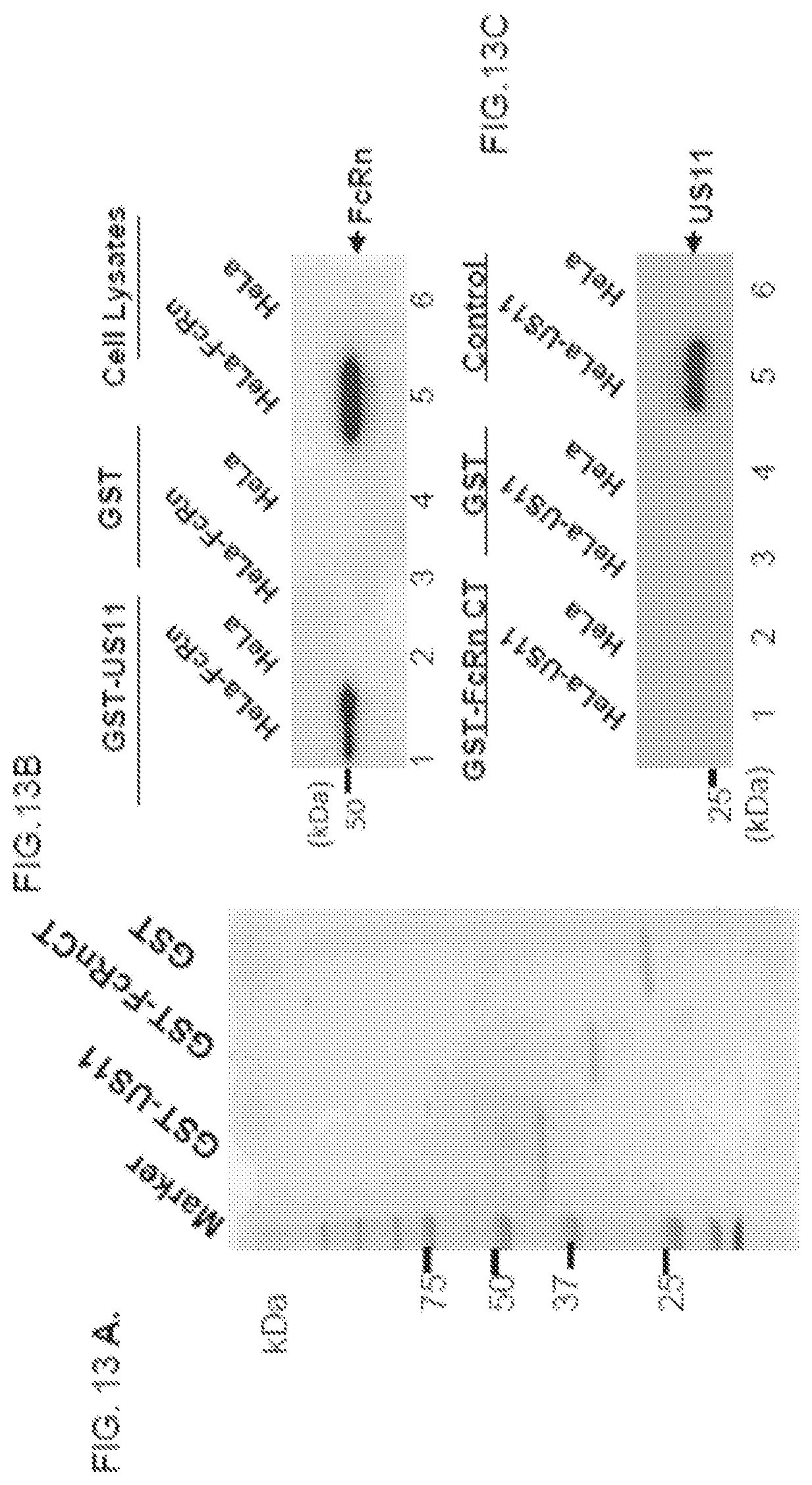 Patent US12102679 Figure 20 – FcRn-targeted therapeutics for the treatment of antibody-mediated autoimmune and albumin-mediated disease