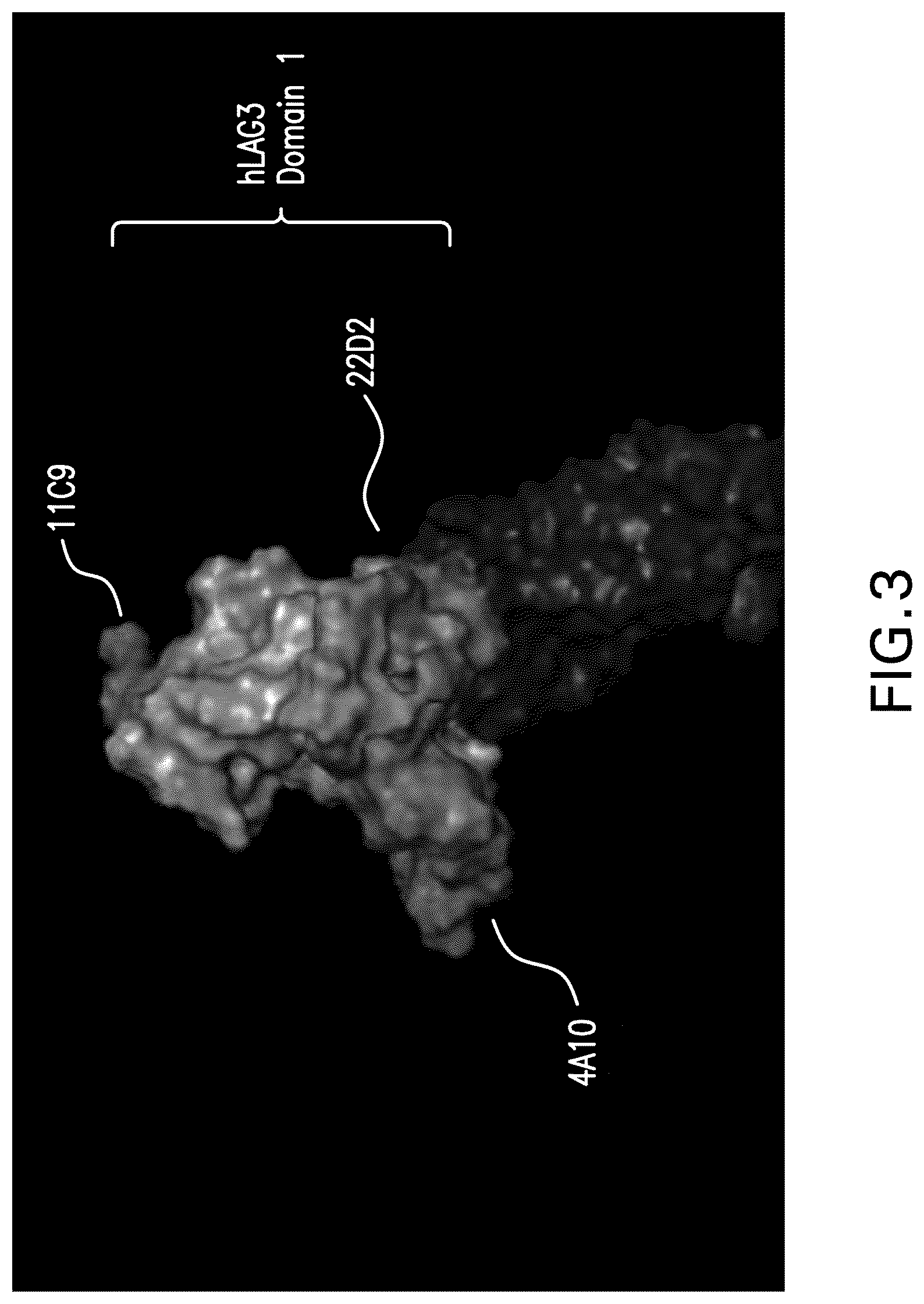 Patent US12102681 Figure 3 – Anti-LAG3 antibodies and antigen-binding fragments