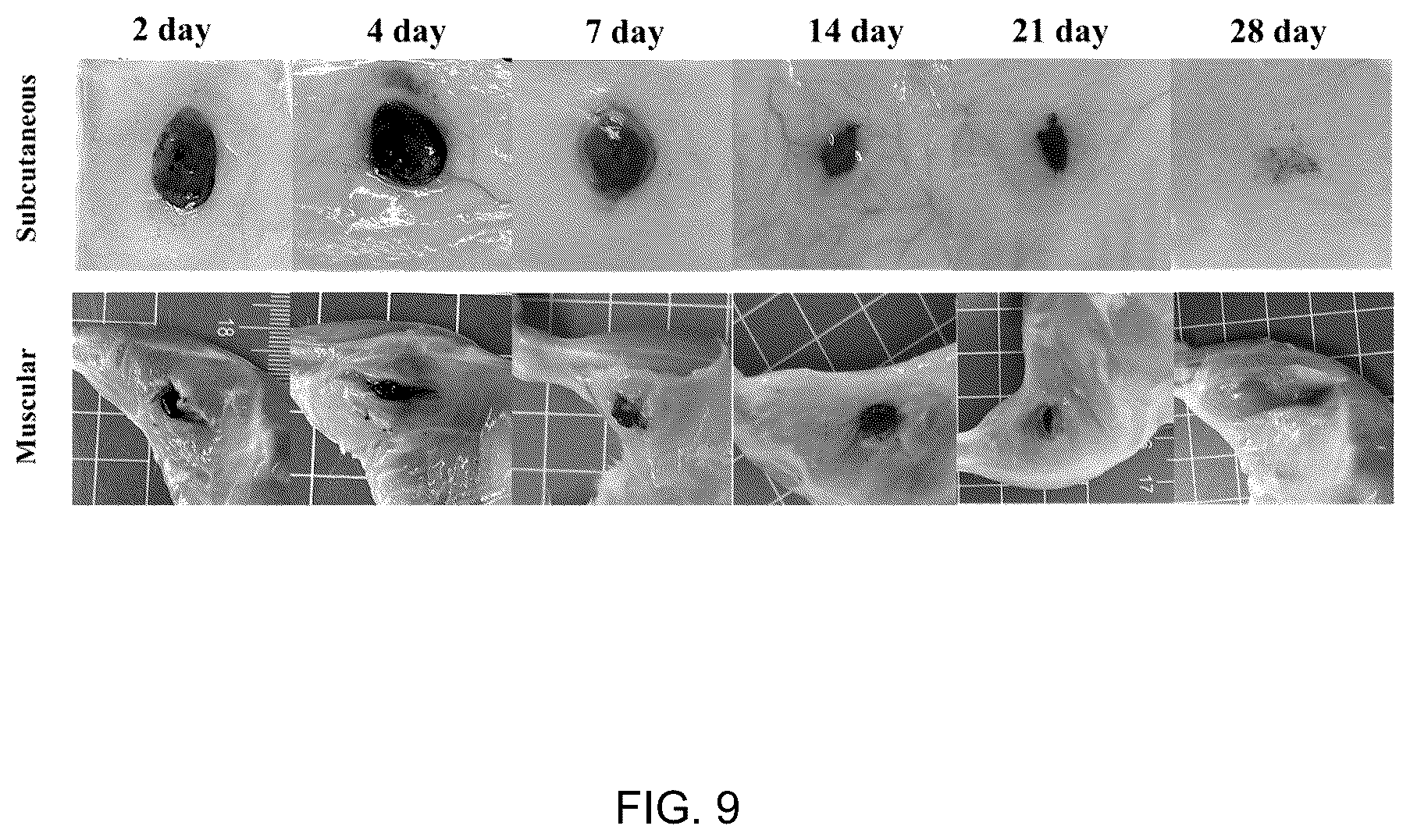Patent US12102682 Figure 9 – Injectable photothermal hydrogel based on melanin, preparation method, and application thereof