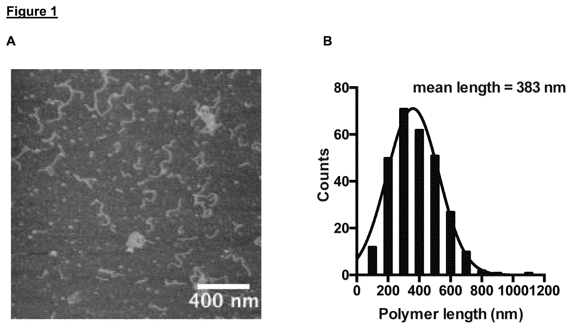 Patent US12102688 Figure 1 – Immunomodulatory nanofilaments
