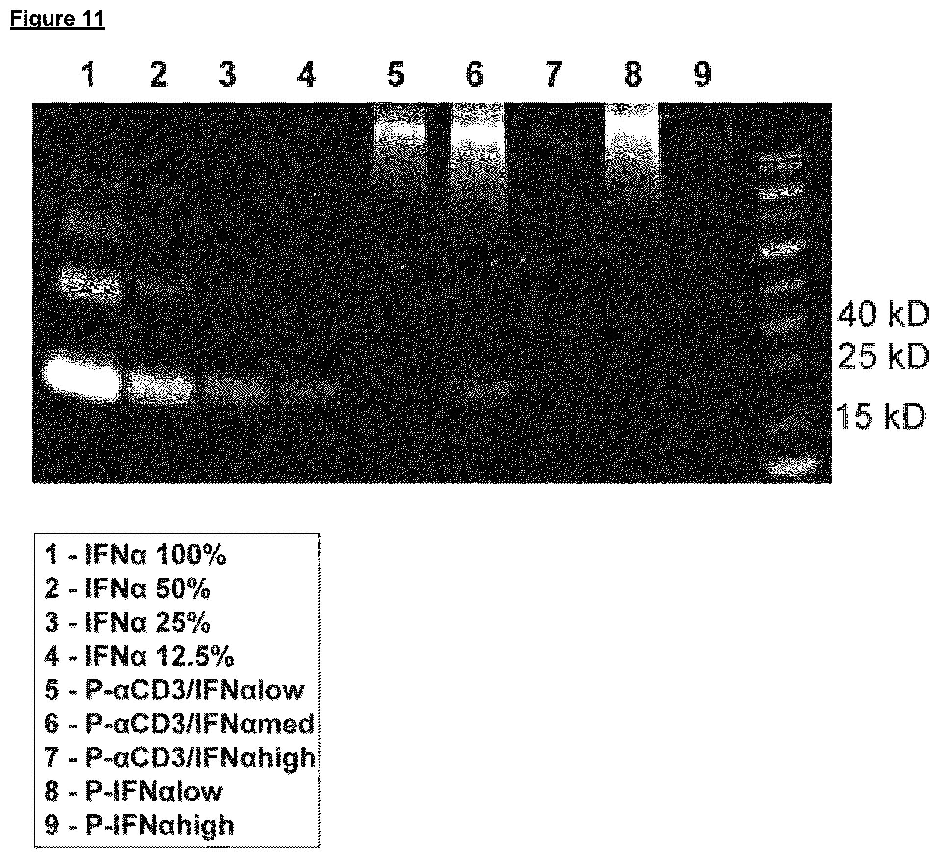 Patent US12102688 Figure 17 – Immunomodulatory nanofilaments