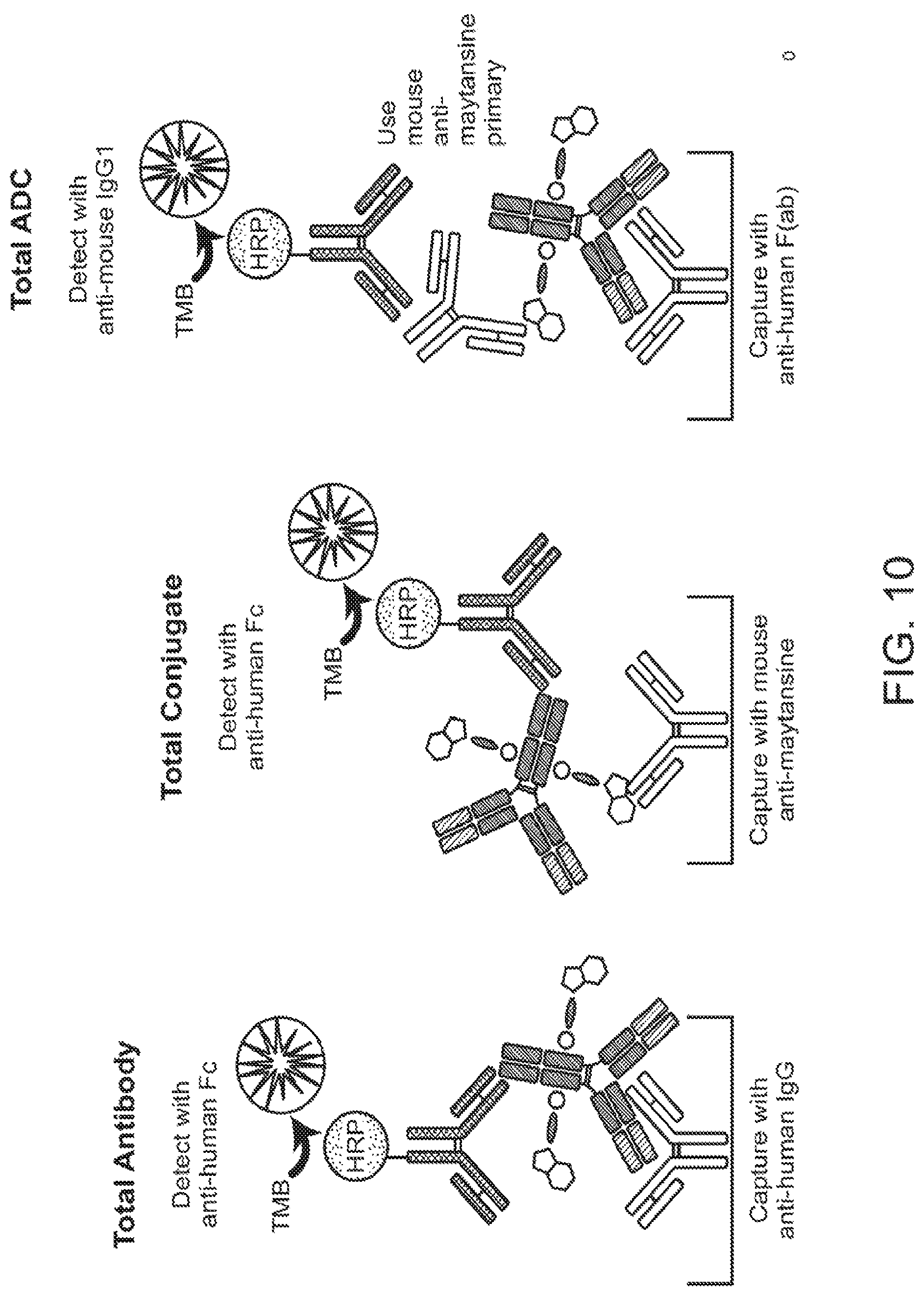 Patent US12102689 Figure 15 – Anti-CD22 antibody-maytansine conjugates and methods of use thereof