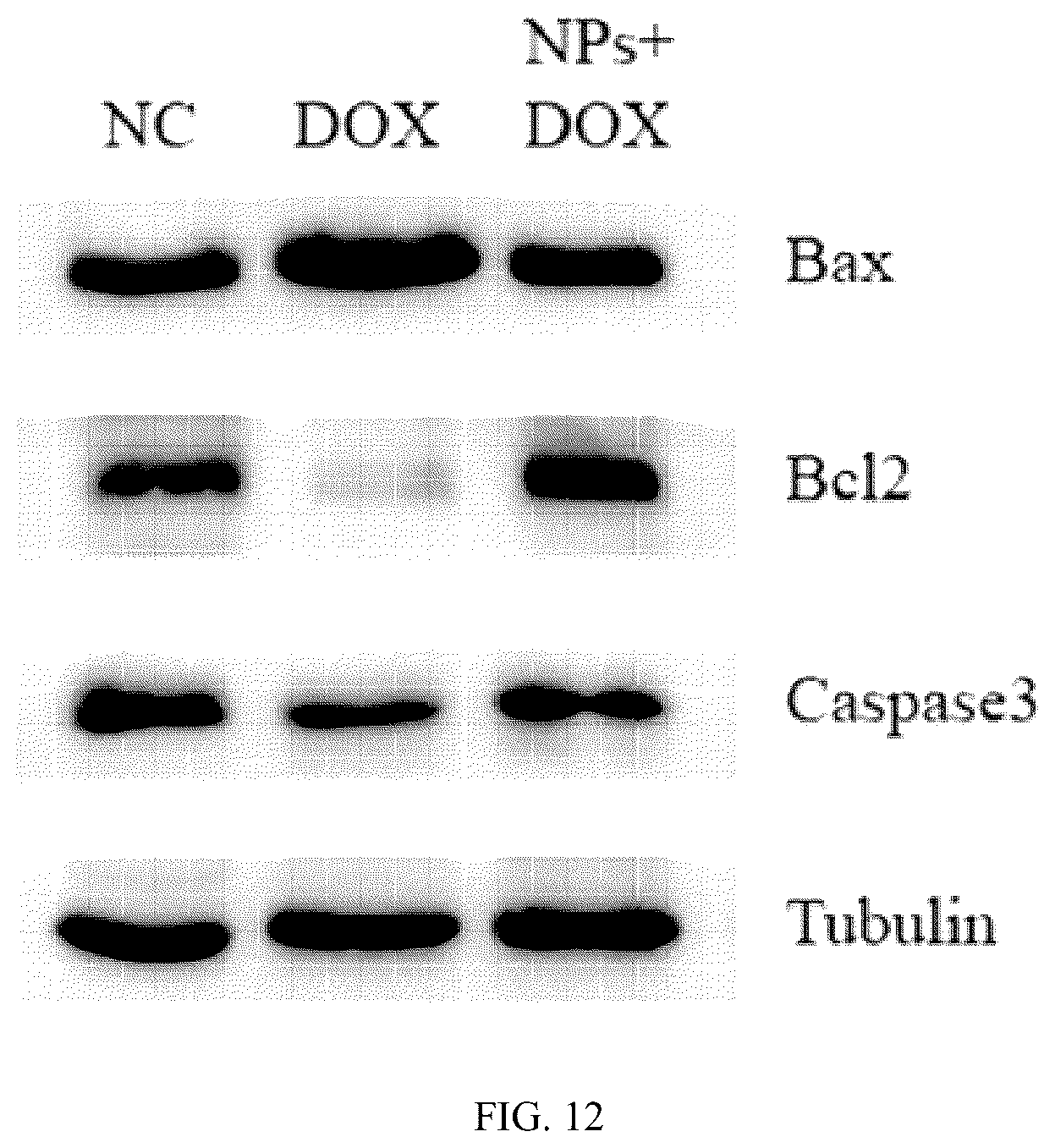 Patent US12102690 Figure 9 – Preparation method and application of biomimetic nano-protectant for detoxifying dox-induced cardiac and systemic toxicity