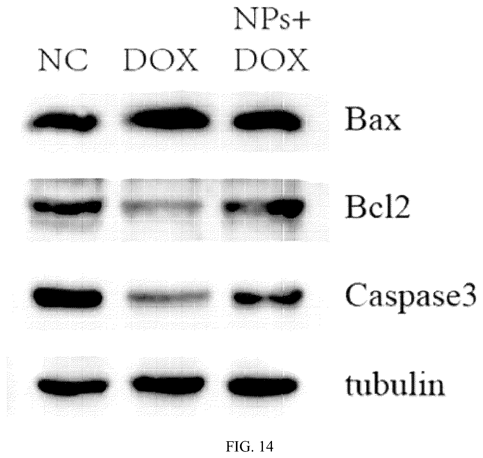 Patent US12102690 Figure 11 – Preparation method and application of biomimetic nano-protectant for detoxifying dox-induced cardiac and systemic toxicity