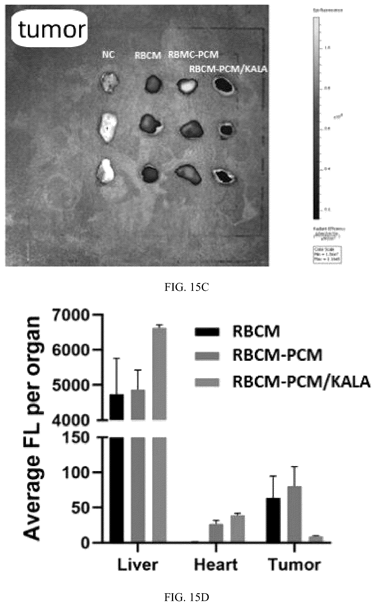 Patent US12102690 Figure 13 – Preparation method and application of biomimetic nano-protectant for detoxifying dox-induced cardiac and systemic toxicity