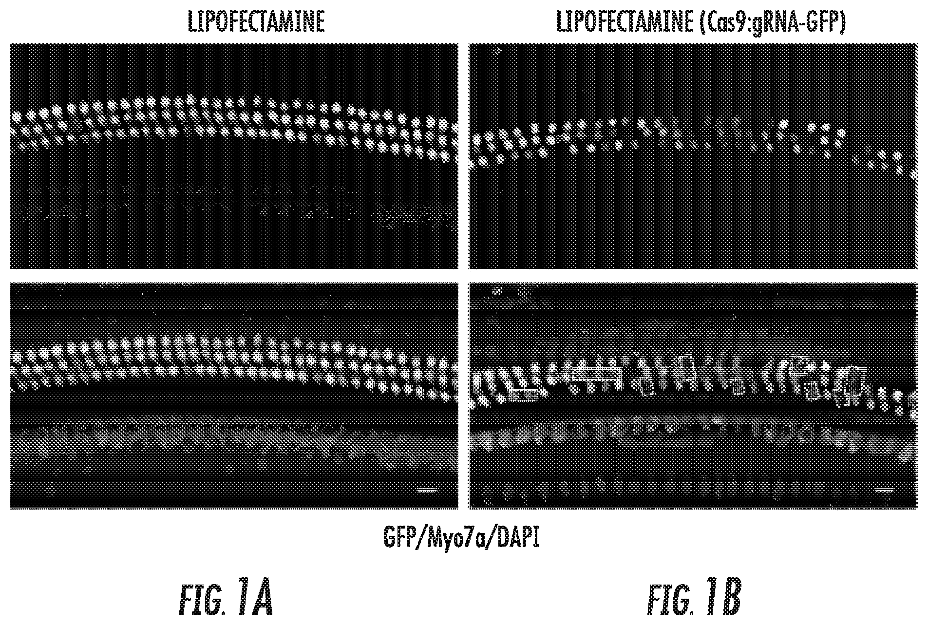 Patent US12102691 Figure 1 – Methods for efficient delivery of therapeutic molecules in vitro and in vivo