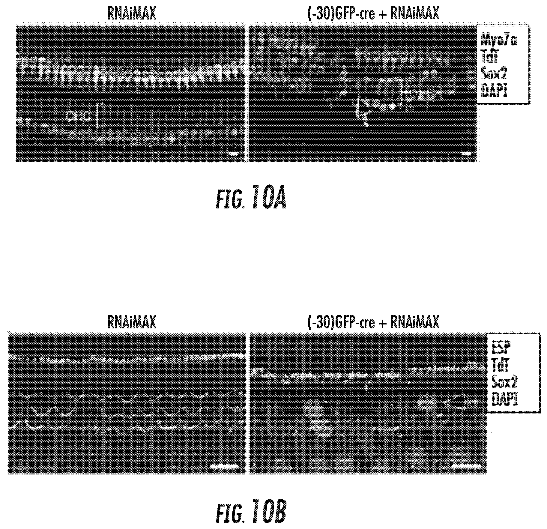 Patent US12102691 Figure 8 – Methods for efficient delivery of therapeutic molecules in vitro and in vivo