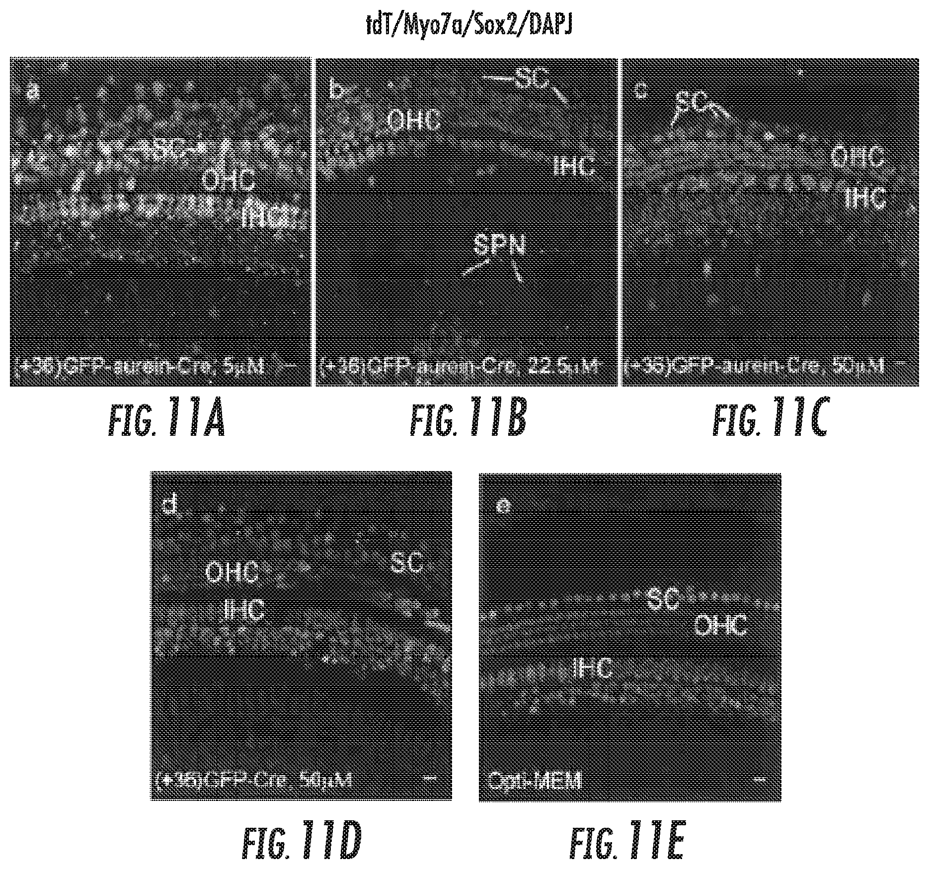 Patent US12102691 Figure 9 – Methods for efficient delivery of therapeutic molecules in vitro and in vivo