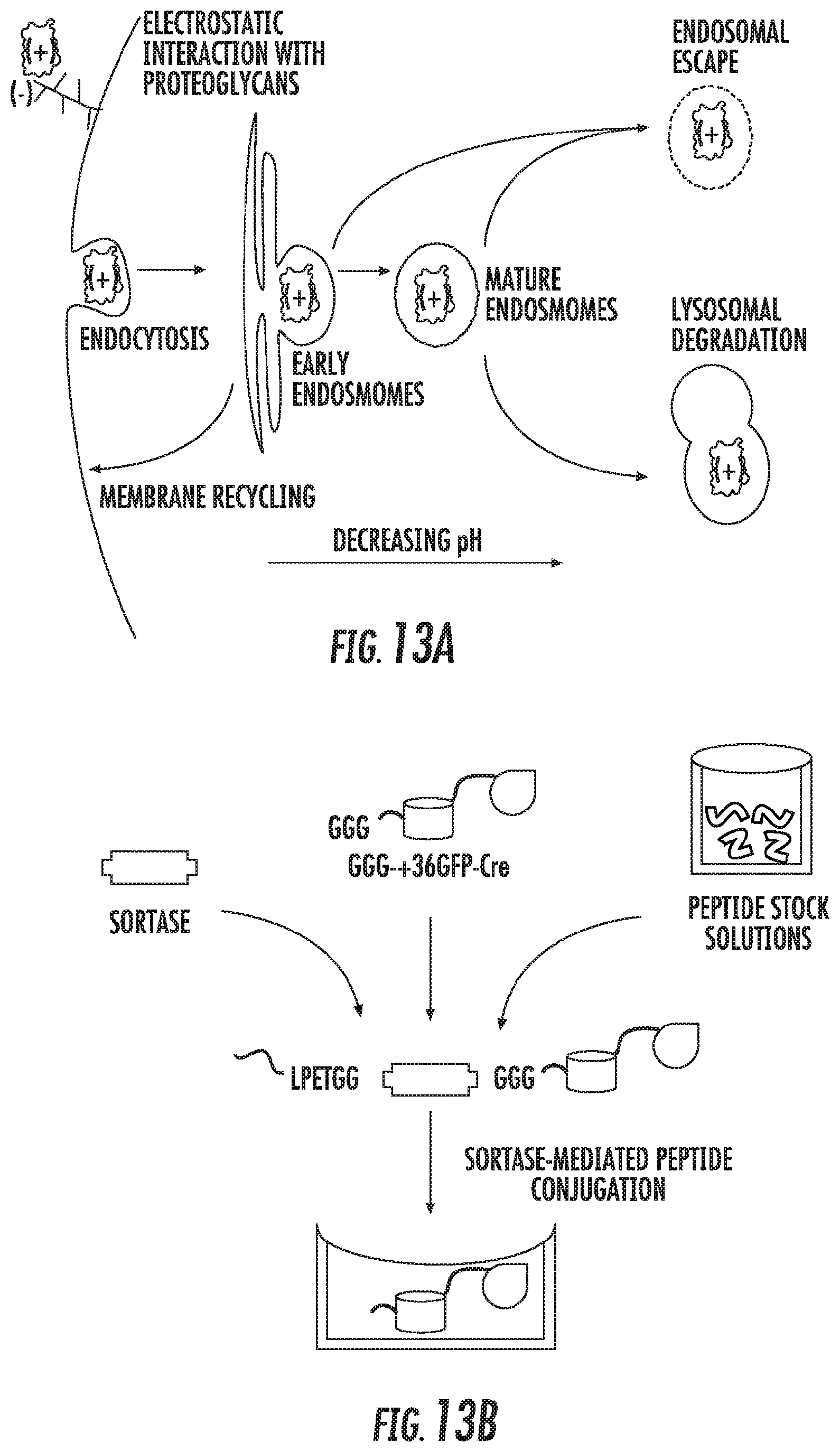 Patent US12102691 Figure 11 – Methods for efficient delivery of therapeutic molecules in vitro and in vivo