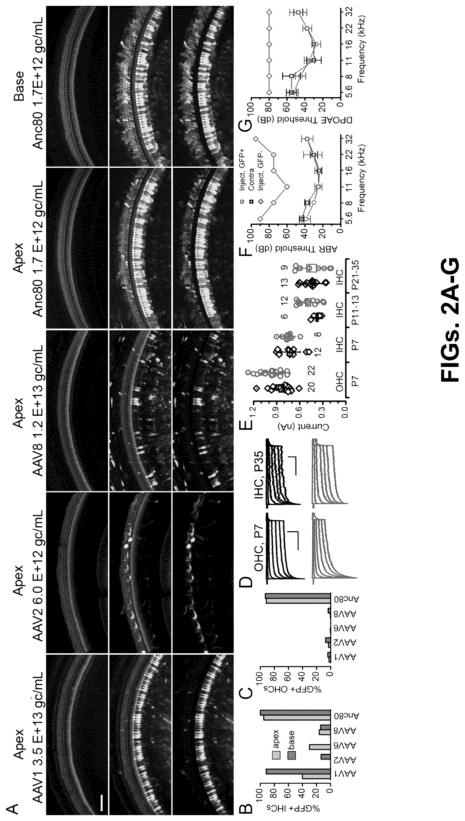 Patent US12102692 Figure 2 – Materials and methods for delivering nucleic acids to cochlear and vestibular cells