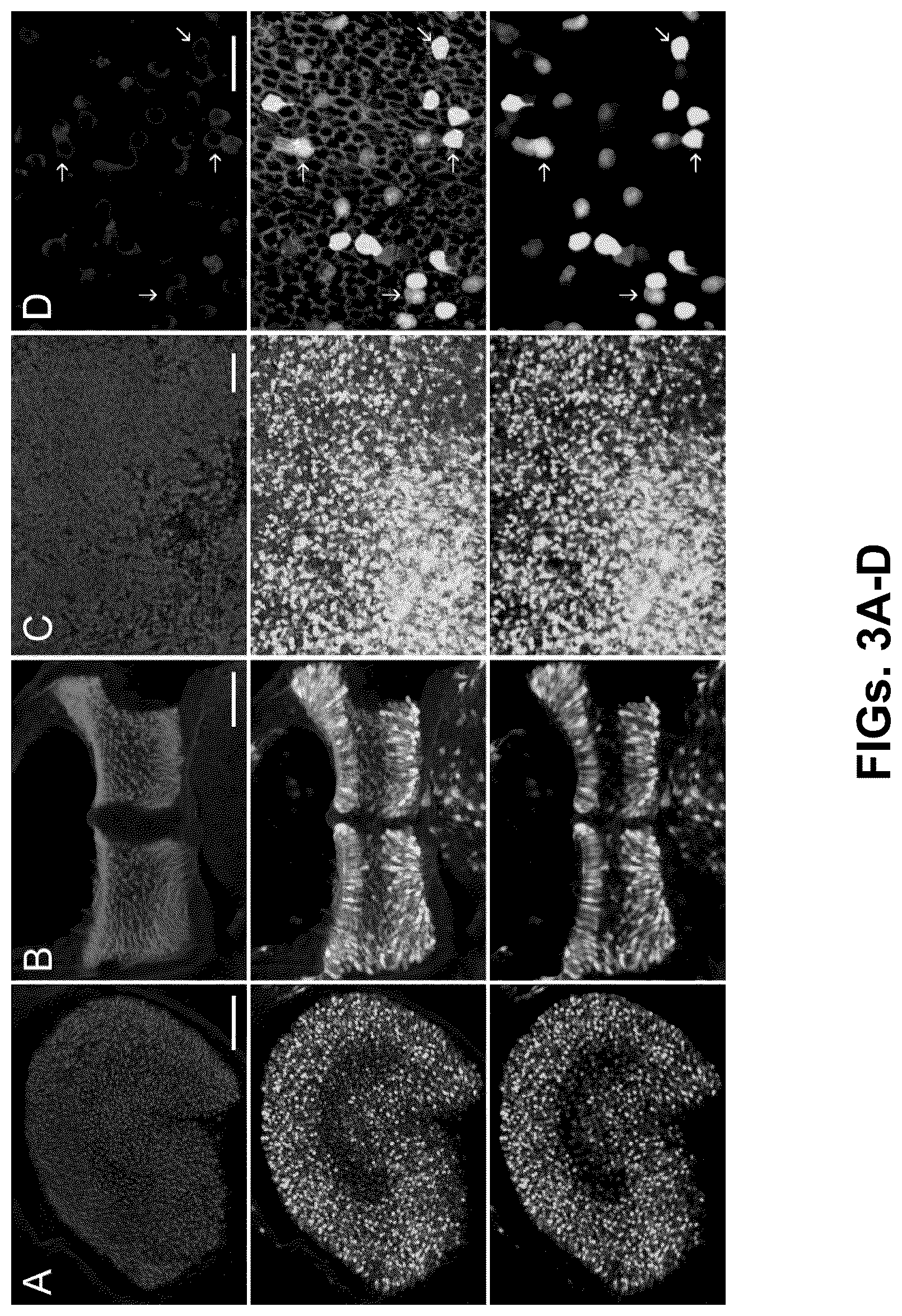 Patent US12102692 Figure 3 – Materials and methods for delivering nucleic acids to cochlear and vestibular cells