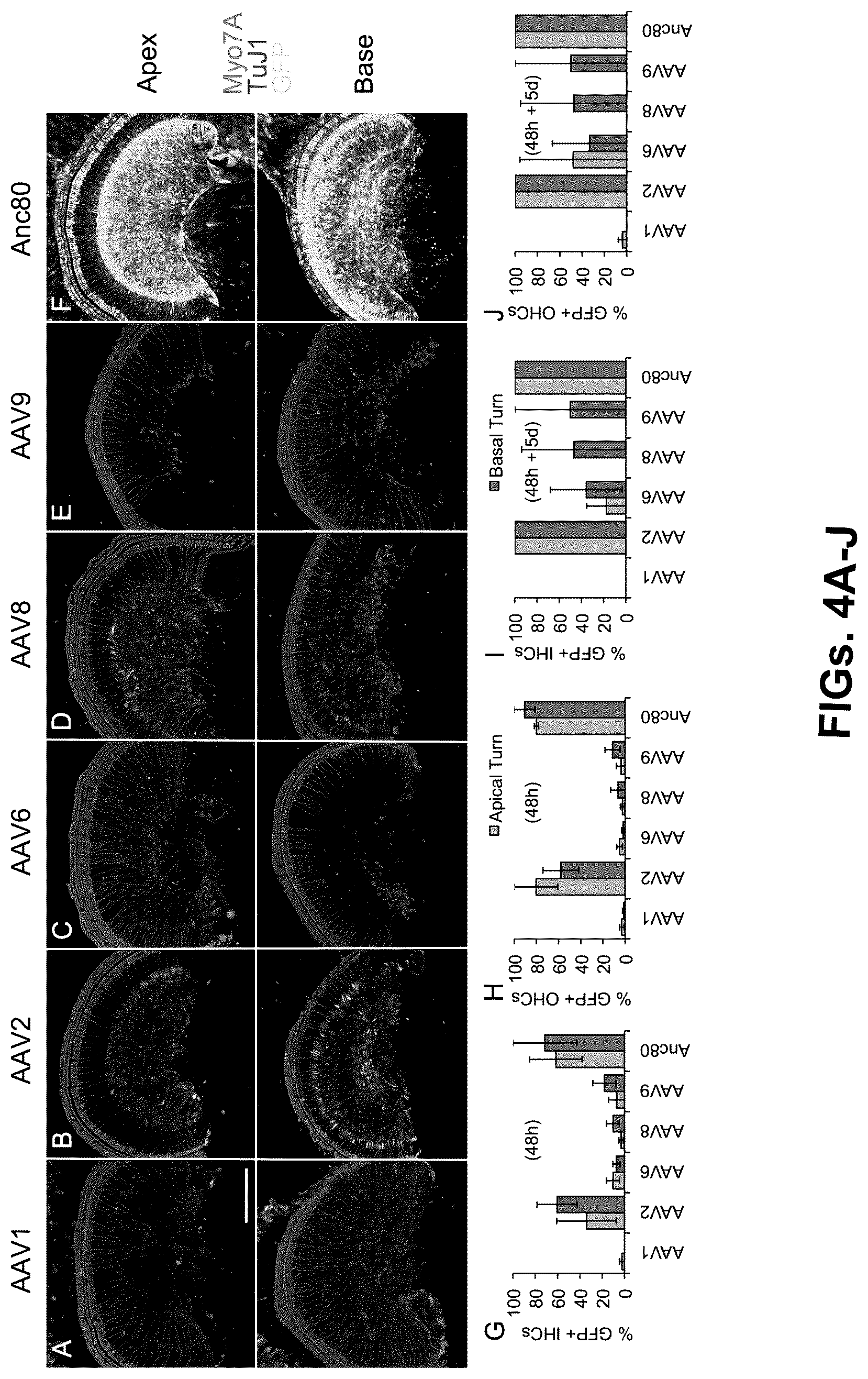 Patent US12102692 Figure 4 – Materials and methods for delivering nucleic acids to cochlear and vestibular cells