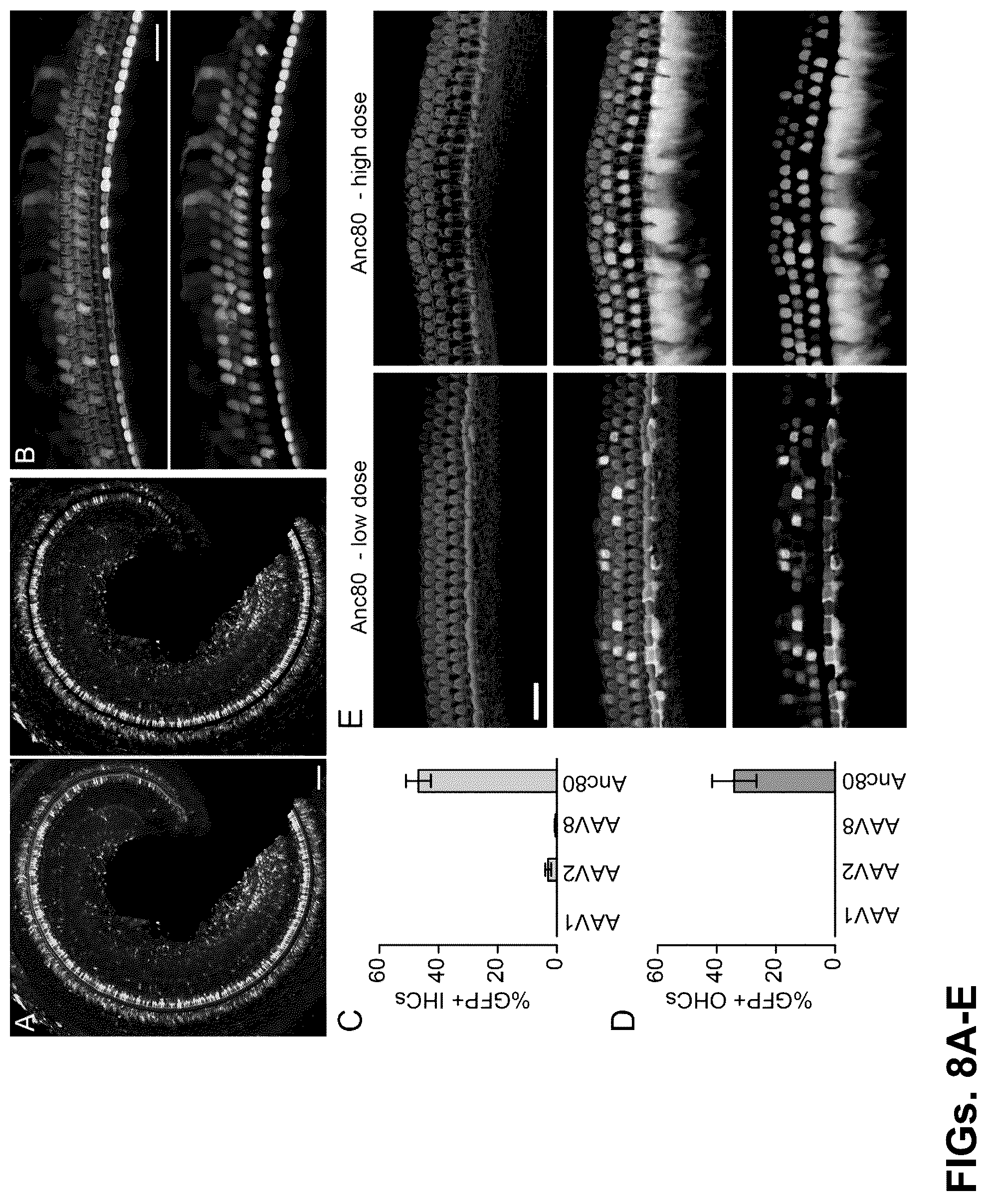 Patent US12102692 Figure 8 – Materials and methods for delivering nucleic acids to cochlear and vestibular cells