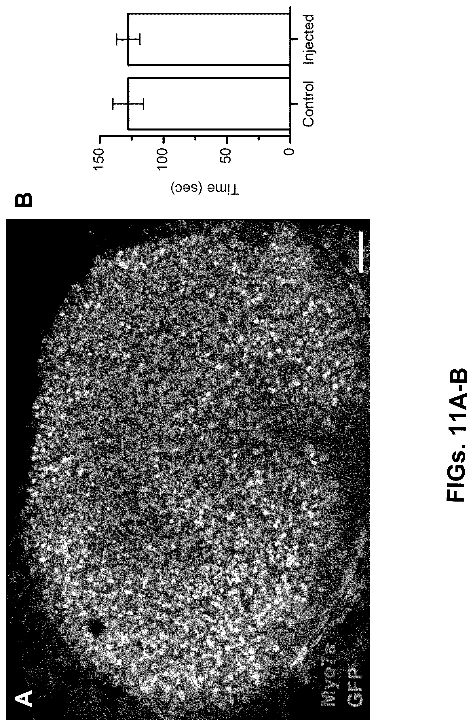 Patent US12102692 Figure 11 – Materials and methods for delivering nucleic acids to cochlear and vestibular cells