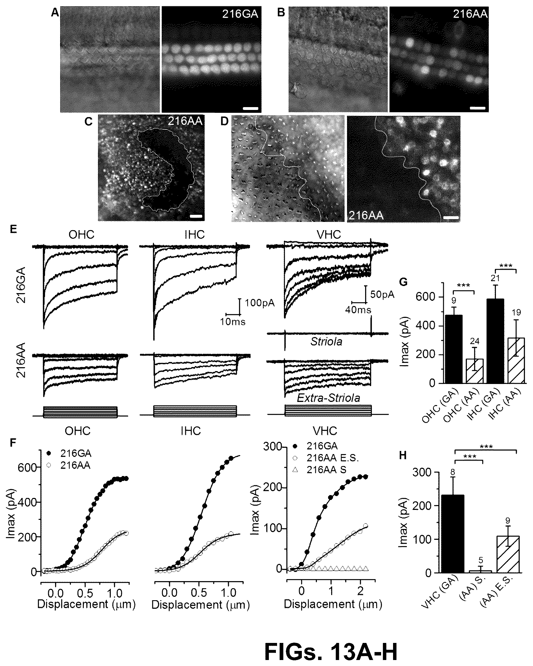 Patent US12102692 Figure 13 – Materials and methods for delivering nucleic acids to cochlear and vestibular cells