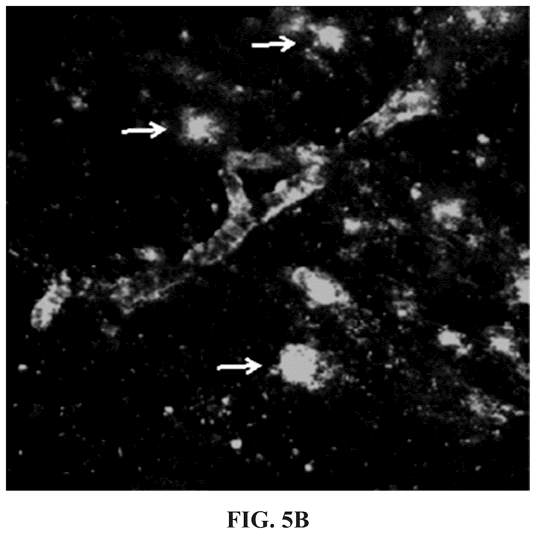 Patent US12102695 Figure 6 – Half-curcuminoids as amyloid-beta pet imaging agents