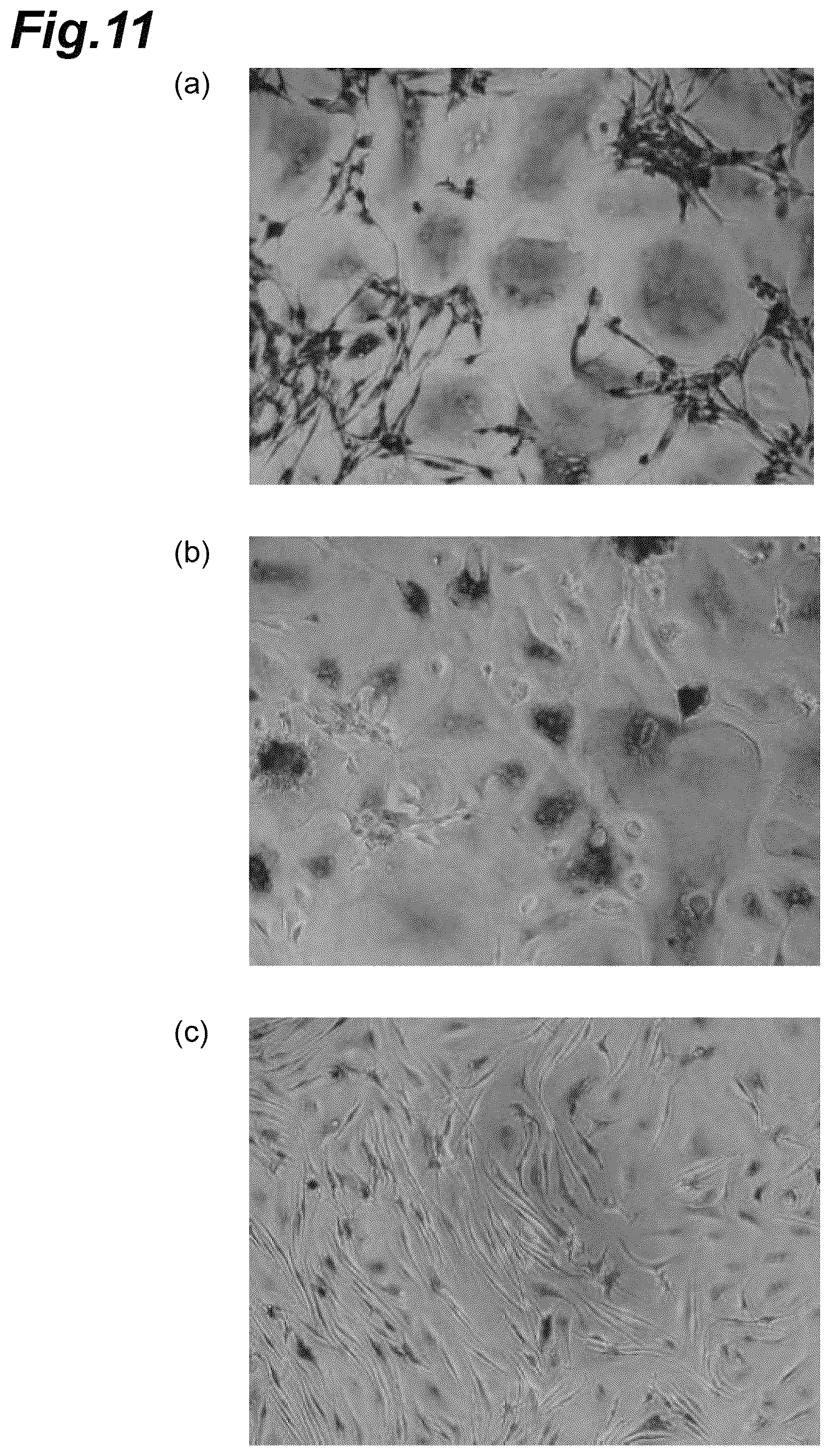 Patent US12102709 Figure 11 – Anti-obesity agent, anti-dementia agent, deodorant, anti-aging agent, anti-glycation agent, anti-type I allergy agent, hypotensive agent, flavor improving agent, muscle enhancing agent, and bone metabolism improving agent