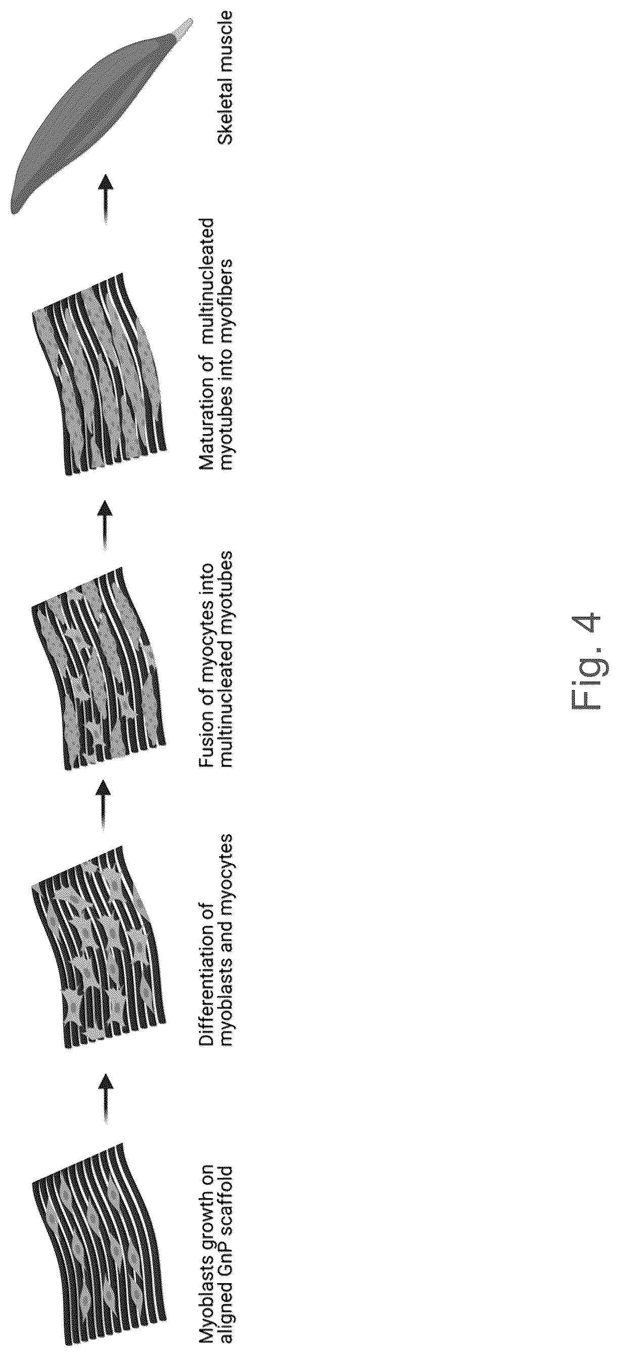 Patent US12102730 Figure 3 – Graphene-based nanofibers for skeletal muscle tissue regeneration