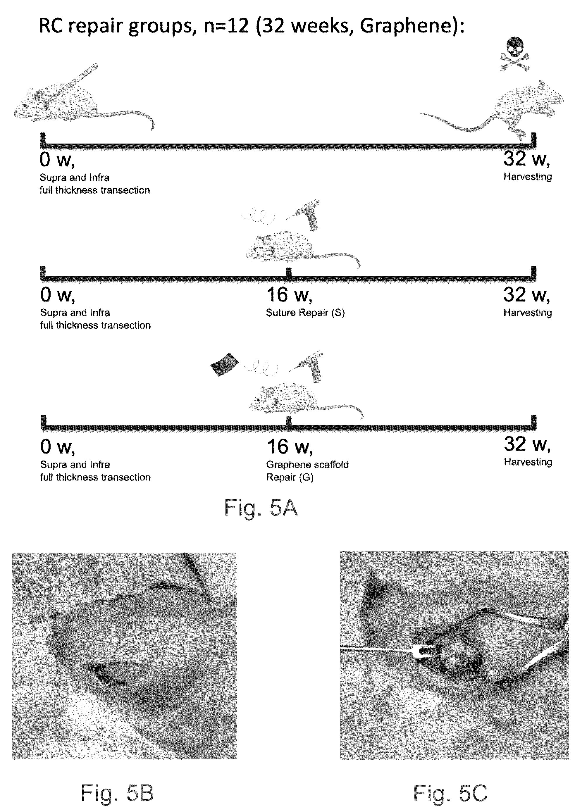 Patent US12102730 Figure 4 – Graphene-based nanofibers for skeletal muscle tissue regeneration