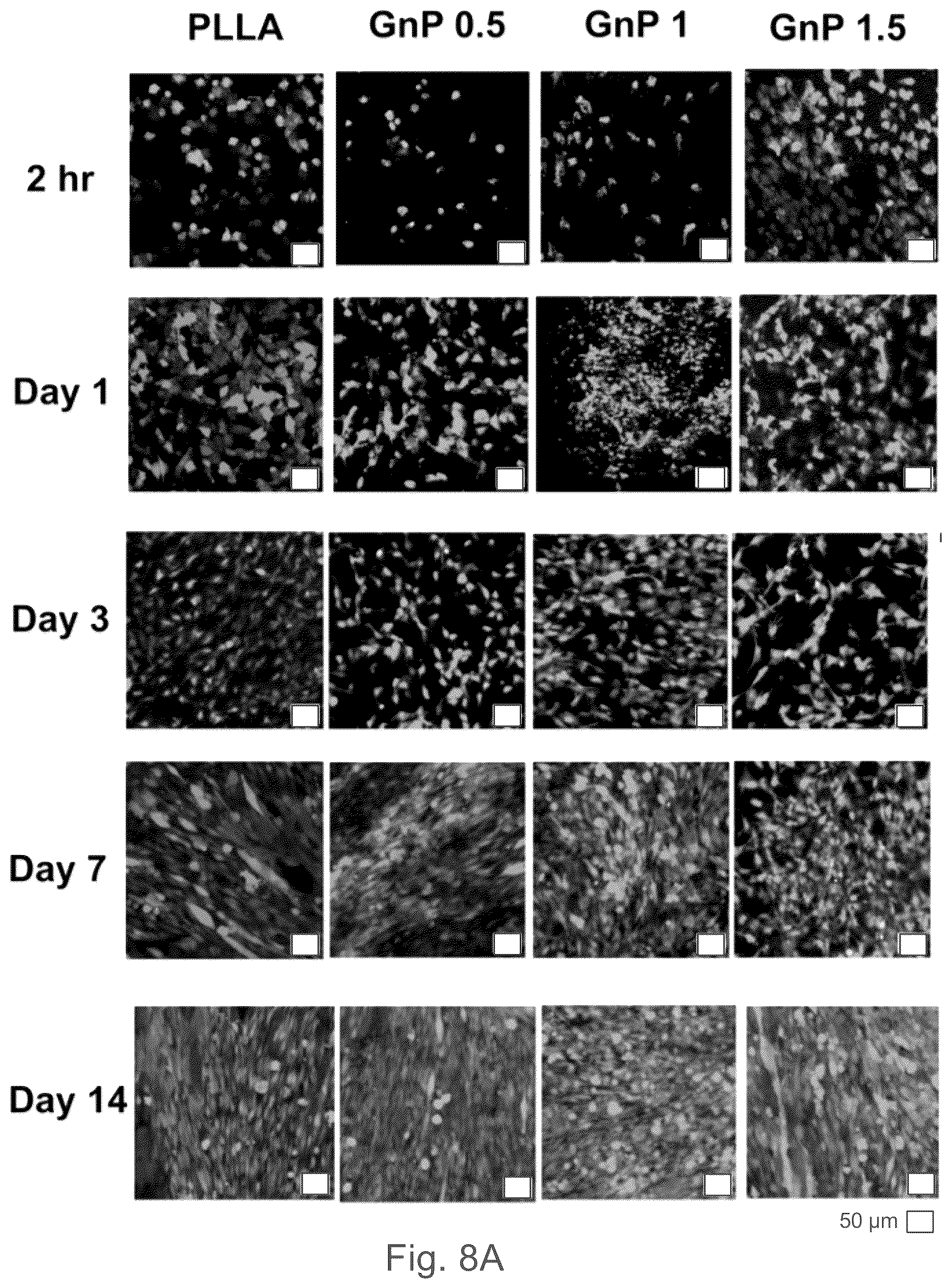 Patent US12102730 Figure 13 – Graphene-based nanofibers for skeletal muscle tissue regeneration
