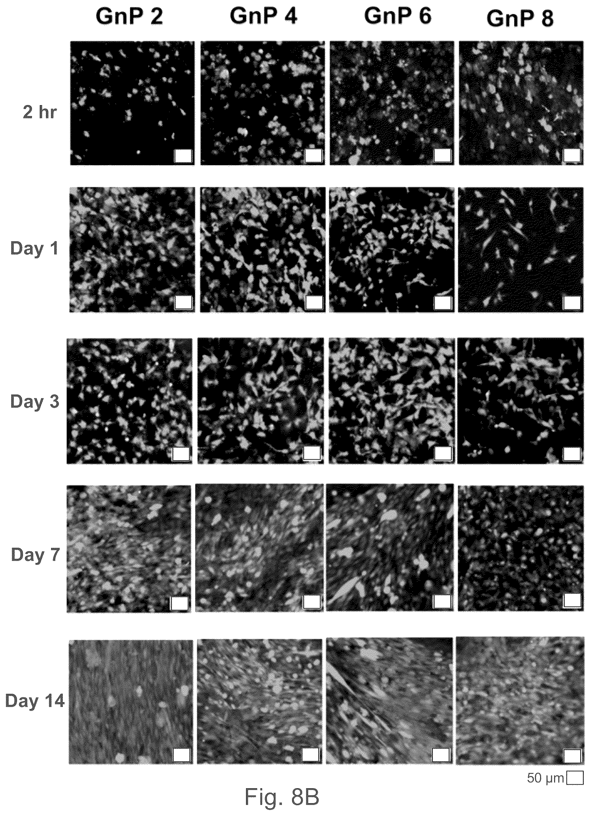 Patent US12102730 Figure 14 – Graphene-based nanofibers for skeletal muscle tissue regeneration