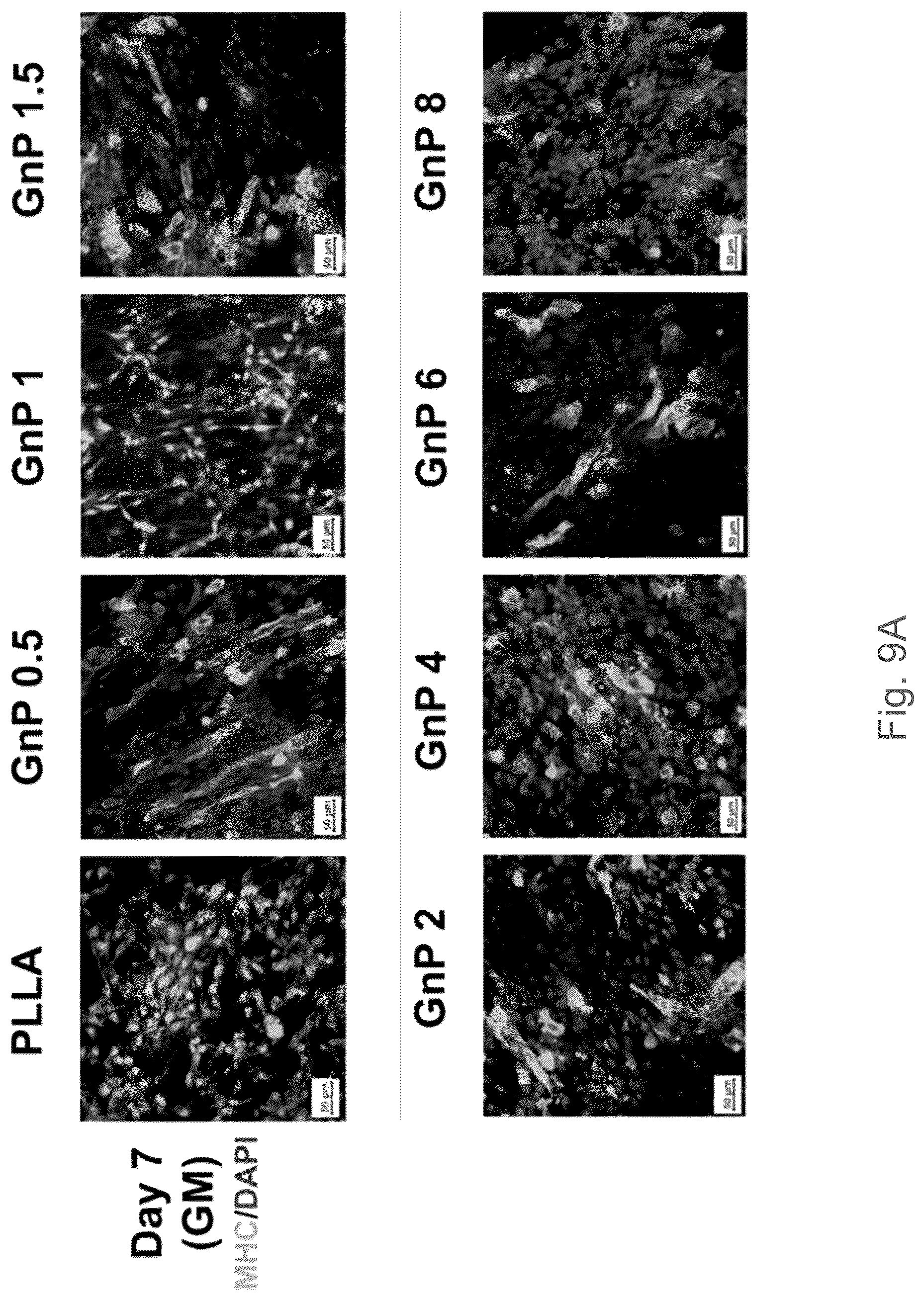 Patent US12102730 Figure 16 – Graphene-based nanofibers for skeletal muscle tissue regeneration
