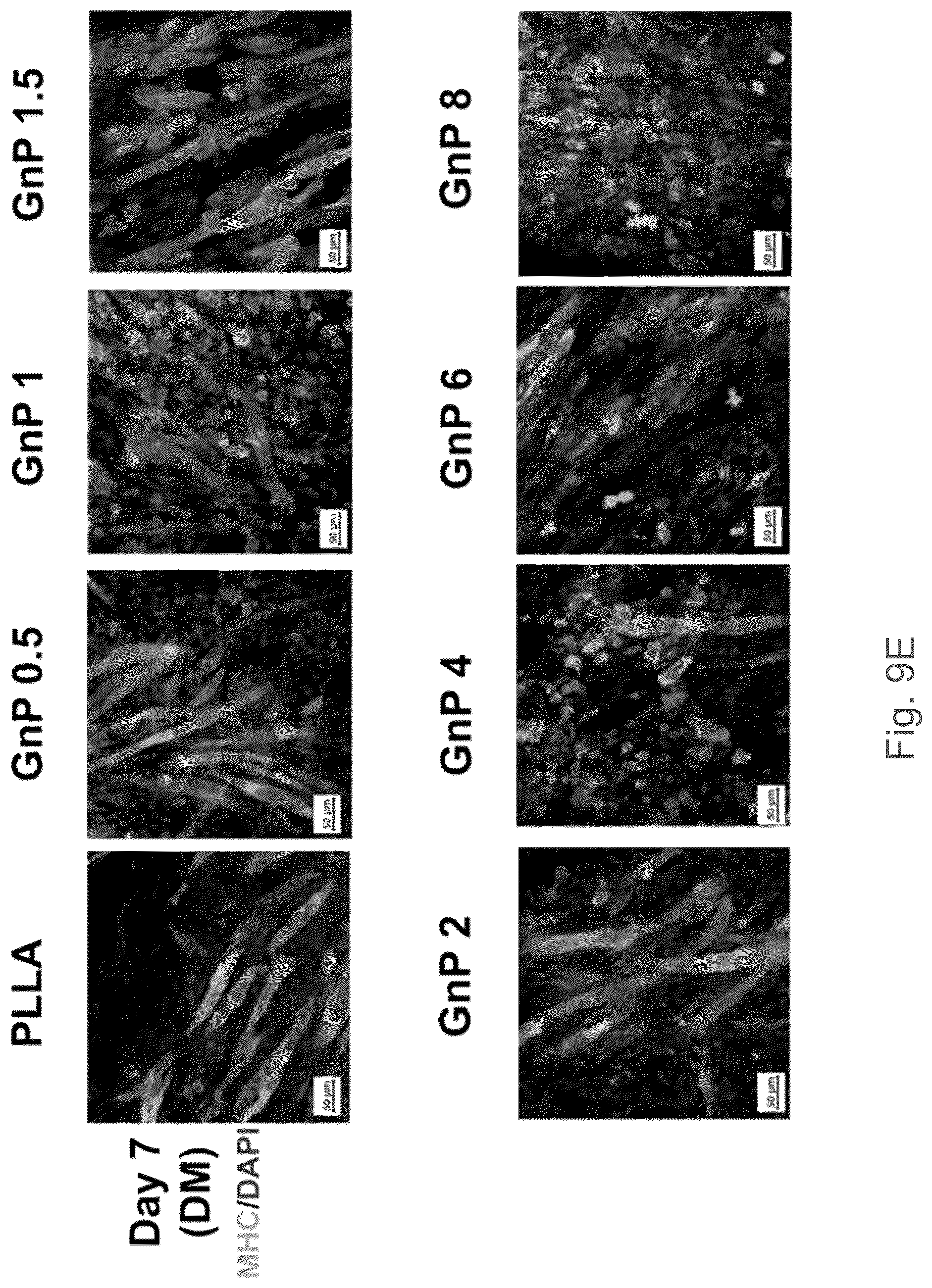 Patent US12102730 Figure 18 – Graphene-based nanofibers for skeletal muscle tissue regeneration