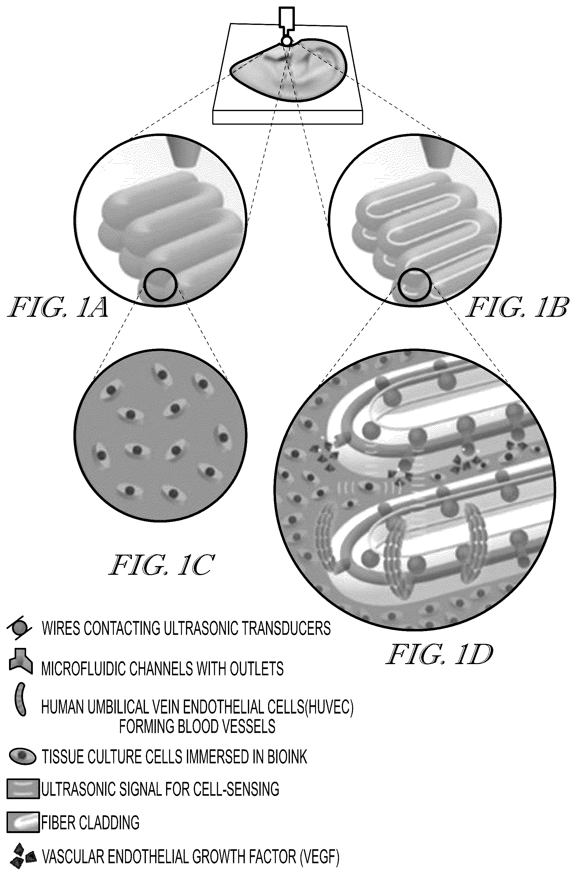 Patent US12102734 Figure 1 – Methods for creating three-dimensional biosynthetic tissue