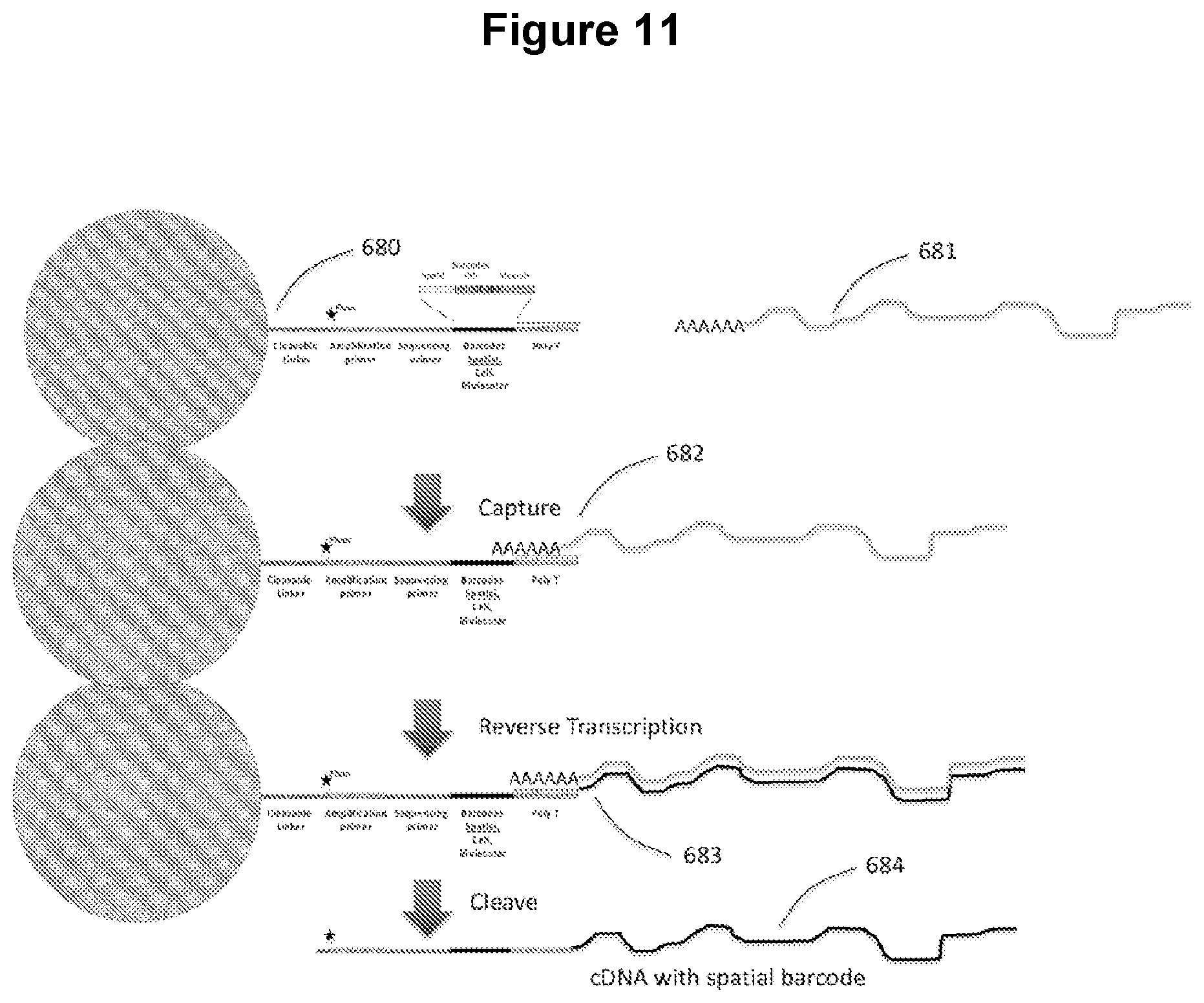 Patent US12103004 Figure 10 – Method and apparatus for processing tissue and other samples encoding cellular spatial position information