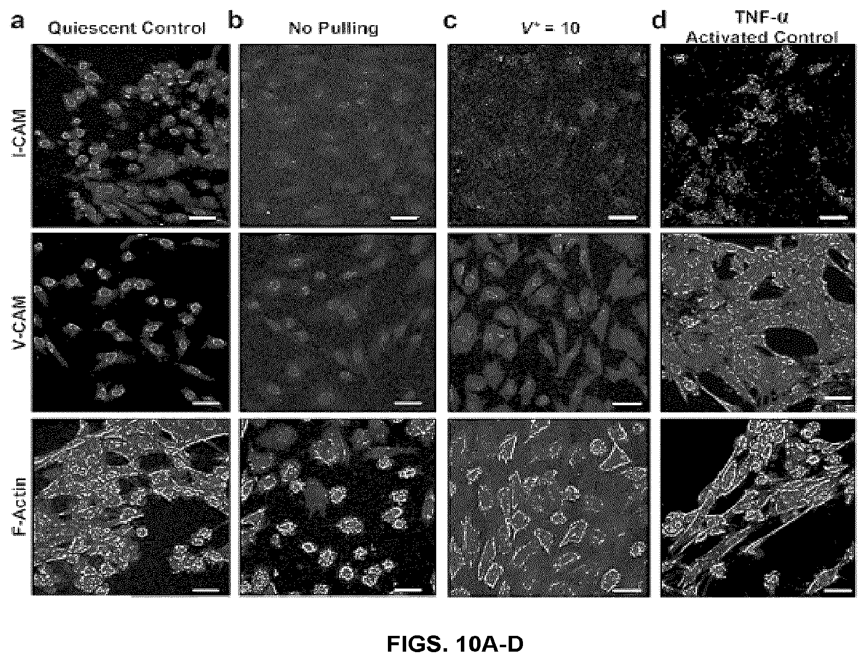 Patent US12103216 Figure 18 – Fluidic systems, devices and methods for inducing anisotropy in polymeric materials