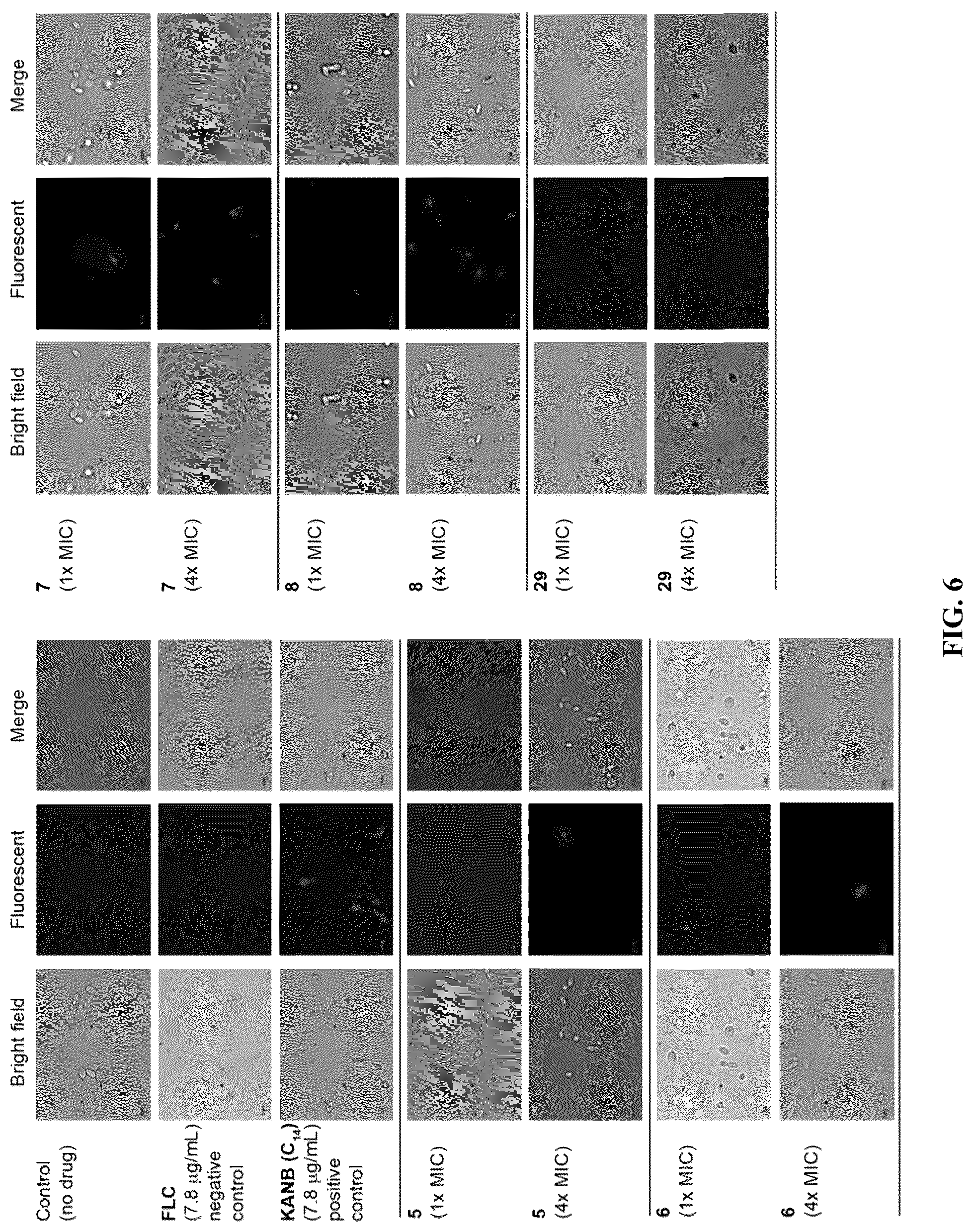 Patent US12103916 Figure 6 – Antifungal compounds